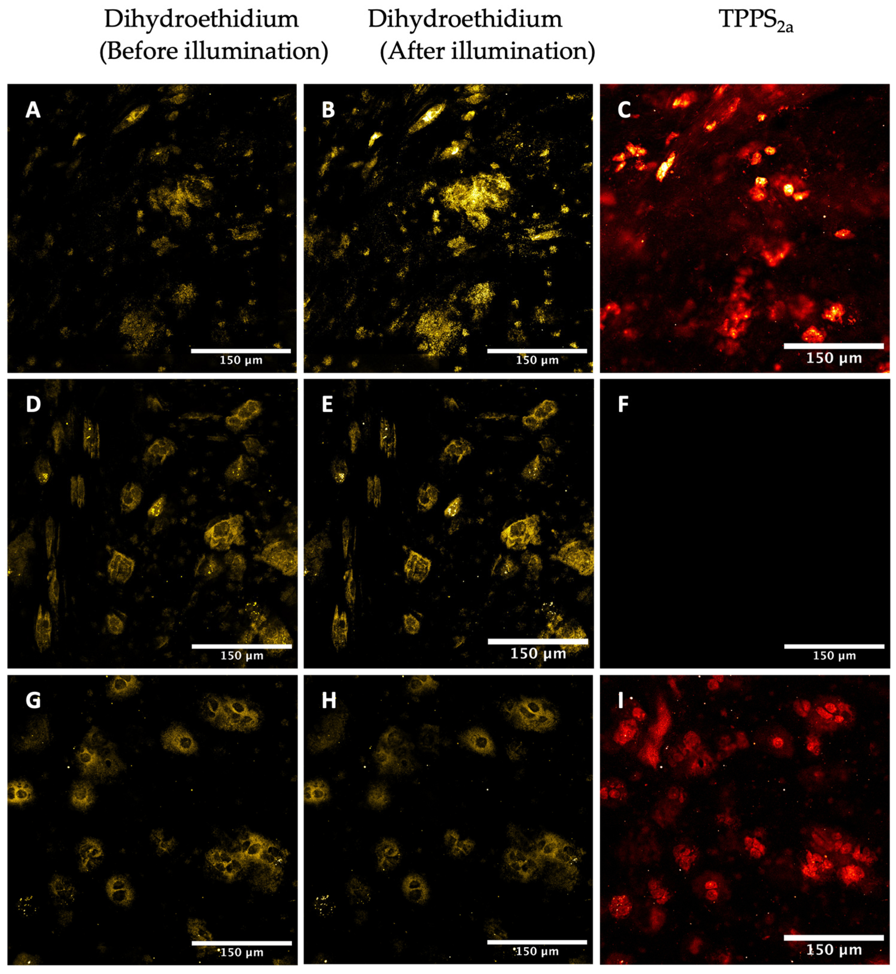 Ijms 25 04222 g007 Ijms 25 04222 g007