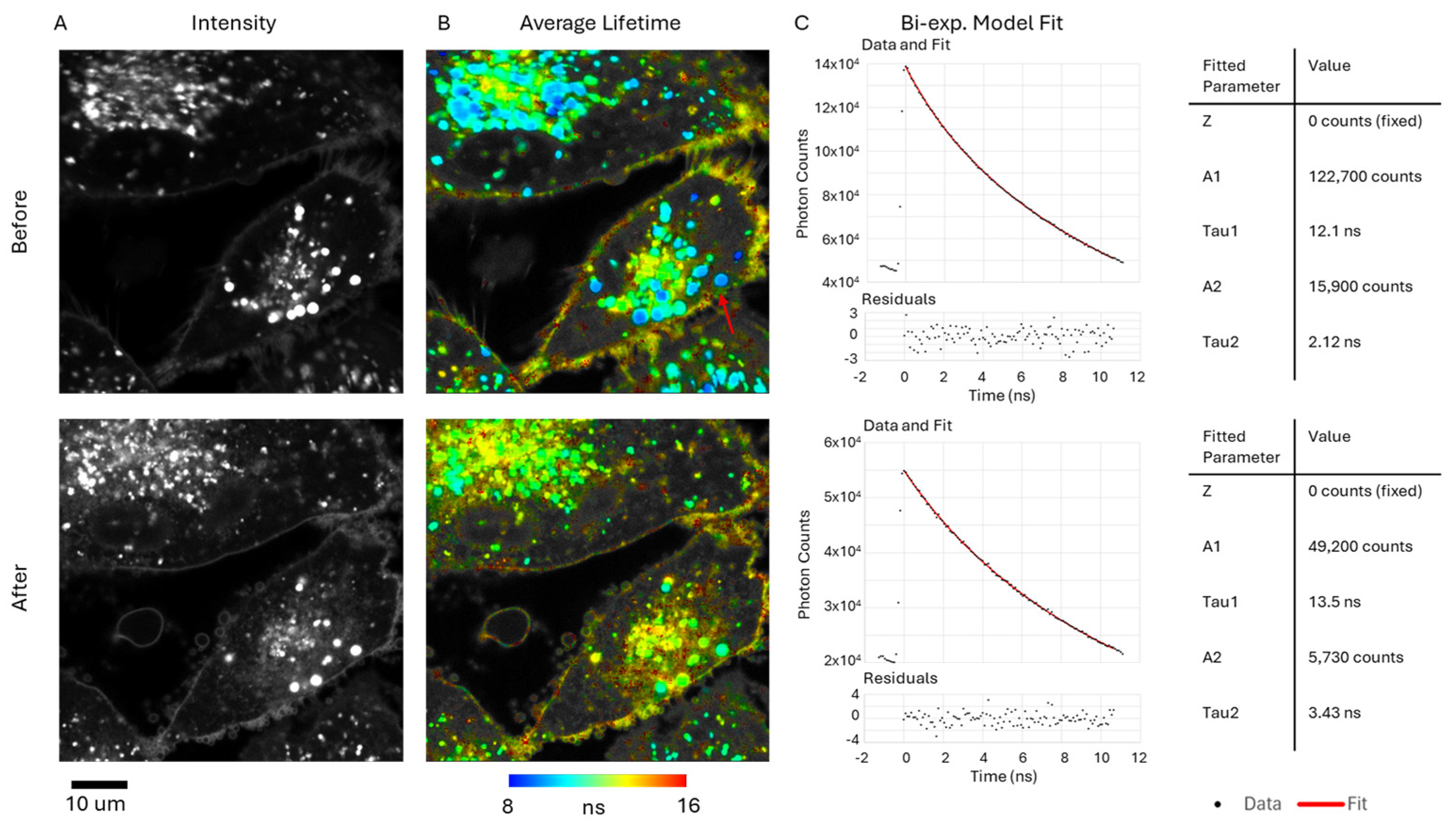 Ijms 25 04222 g008 Ijms 25 04222 g008