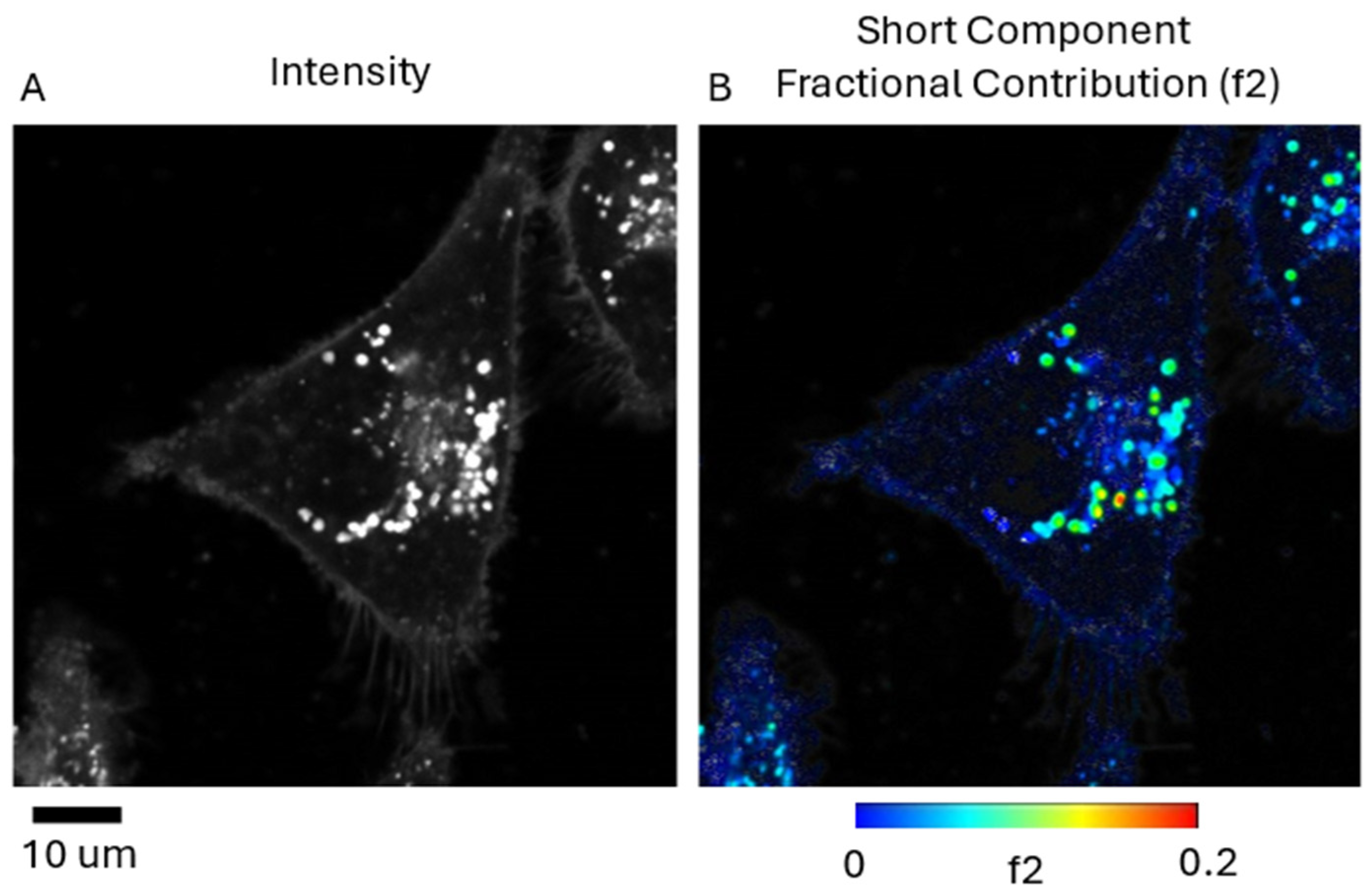Ijms 25 04222 g009 Ijms 25 04222 g009