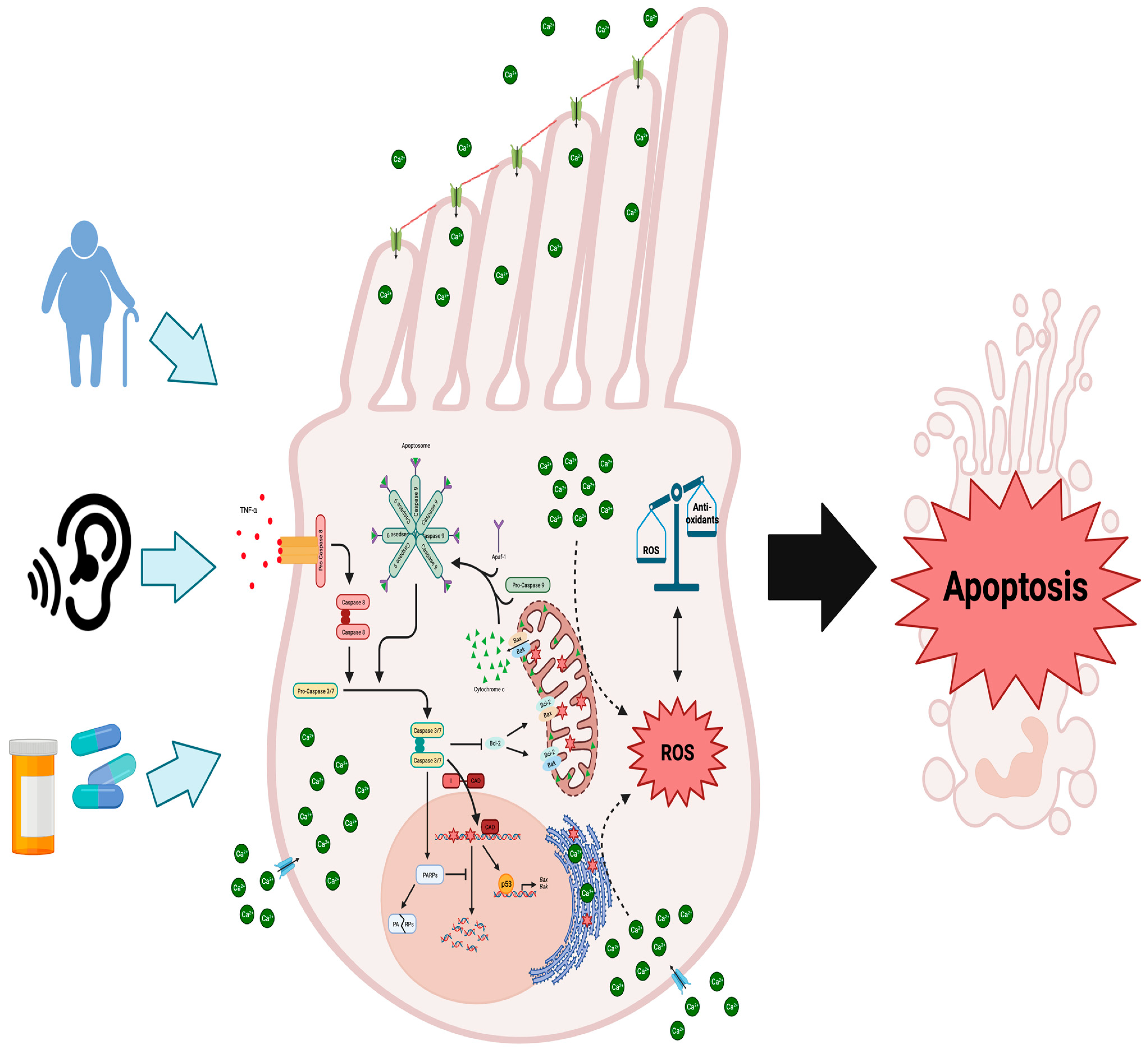 Ijms 25 04272 g001 Ijms 25 04272 g001