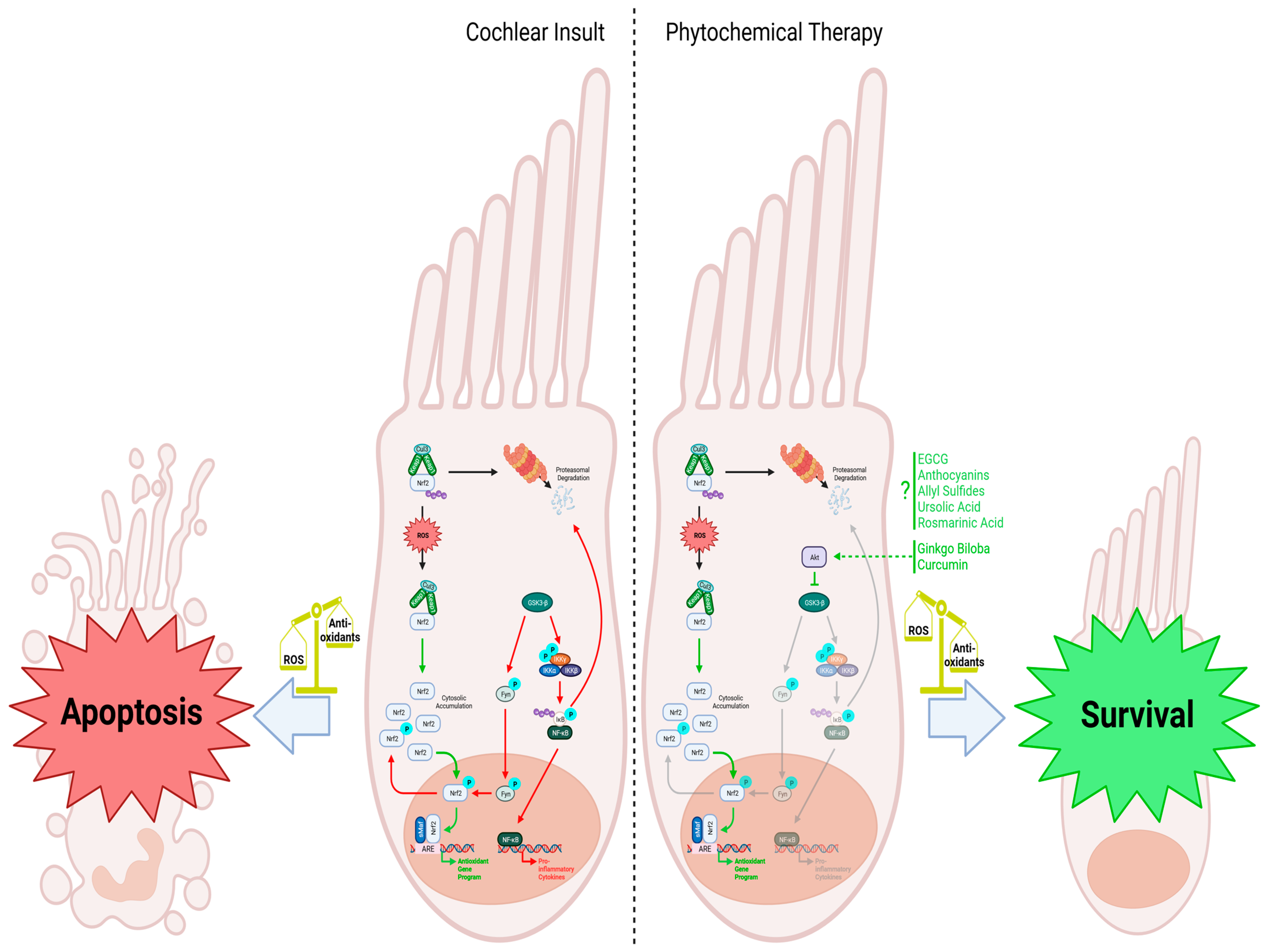 Ijms 25 04272 g002 Ijms 25 04272 g002