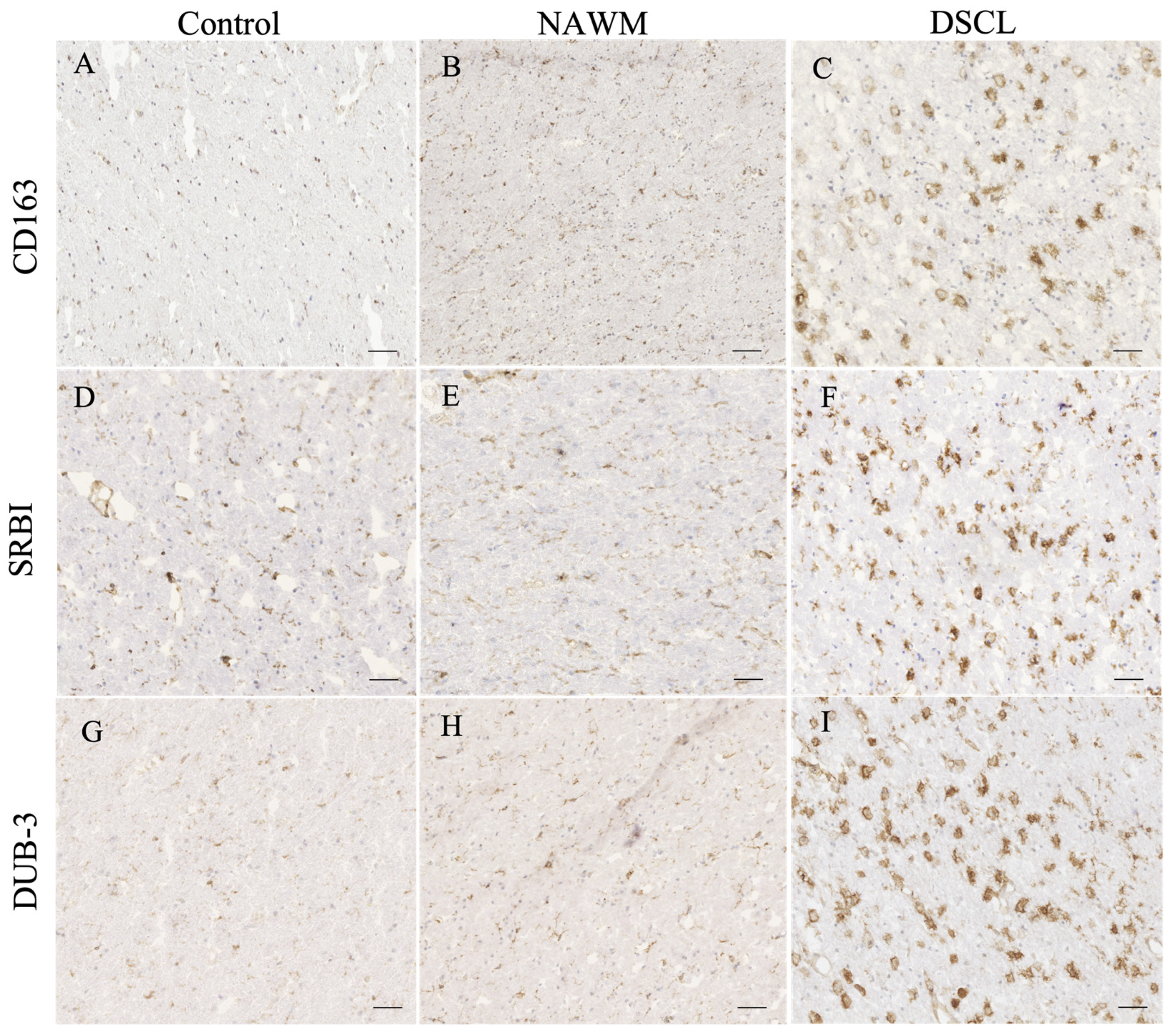 Ijms 25 04445 g003 Ijms 25 04445 g003