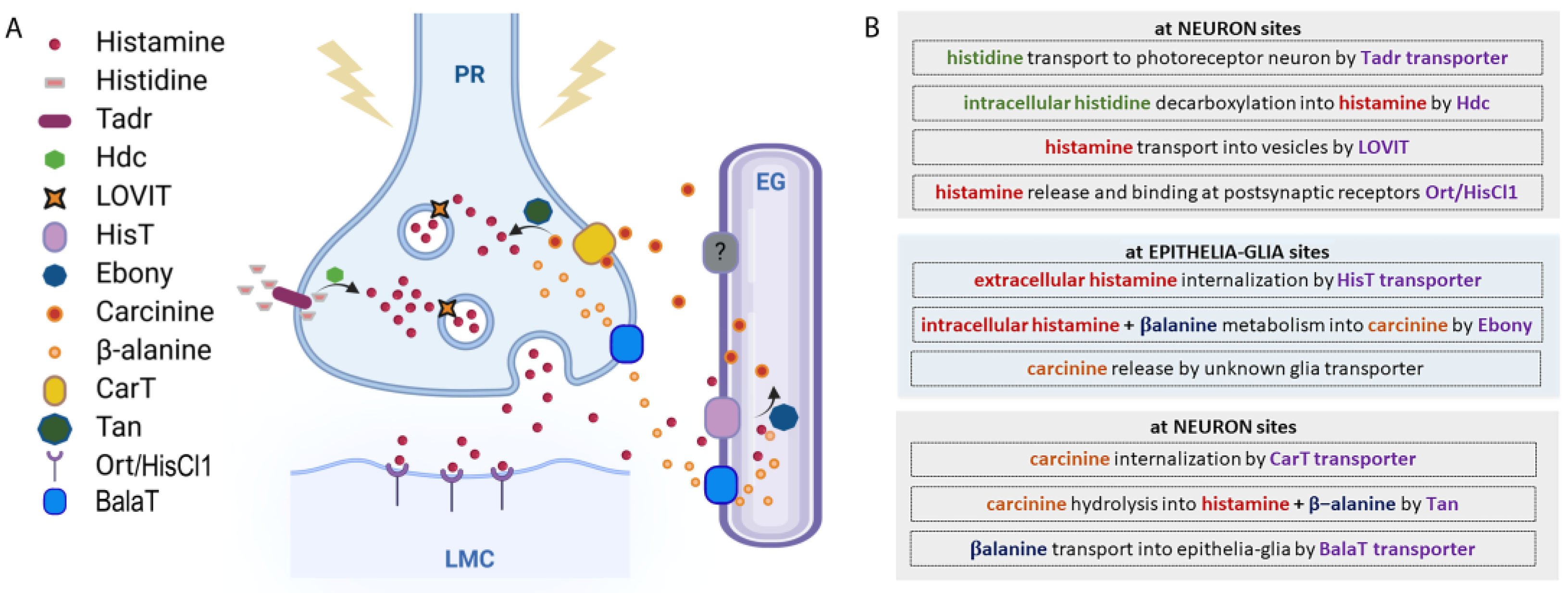 Ijms 25 04449 g002 Ijms 25 04449 g002