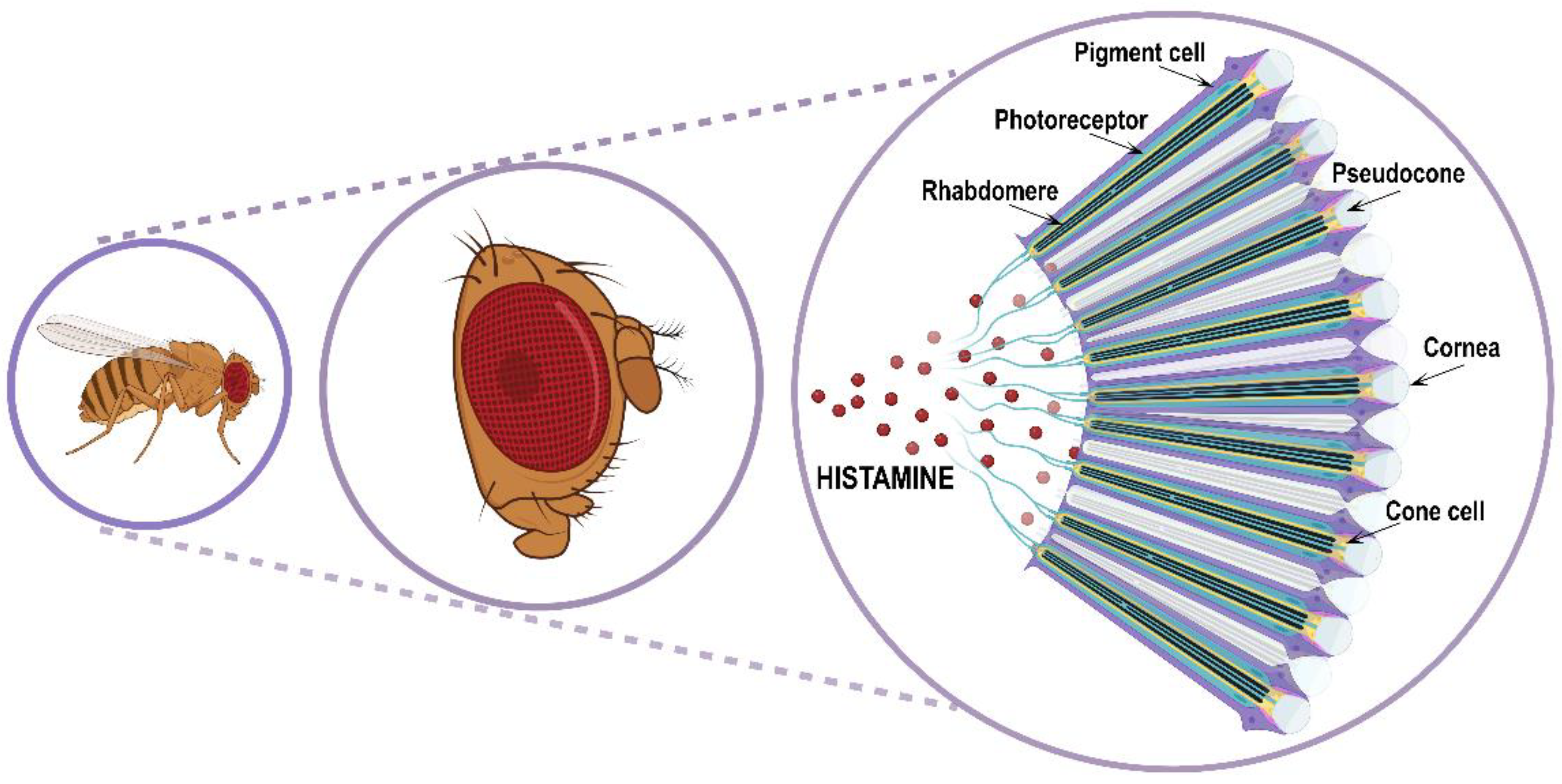 Ijms 25 04449 g003 Ijms 25 04449 g003