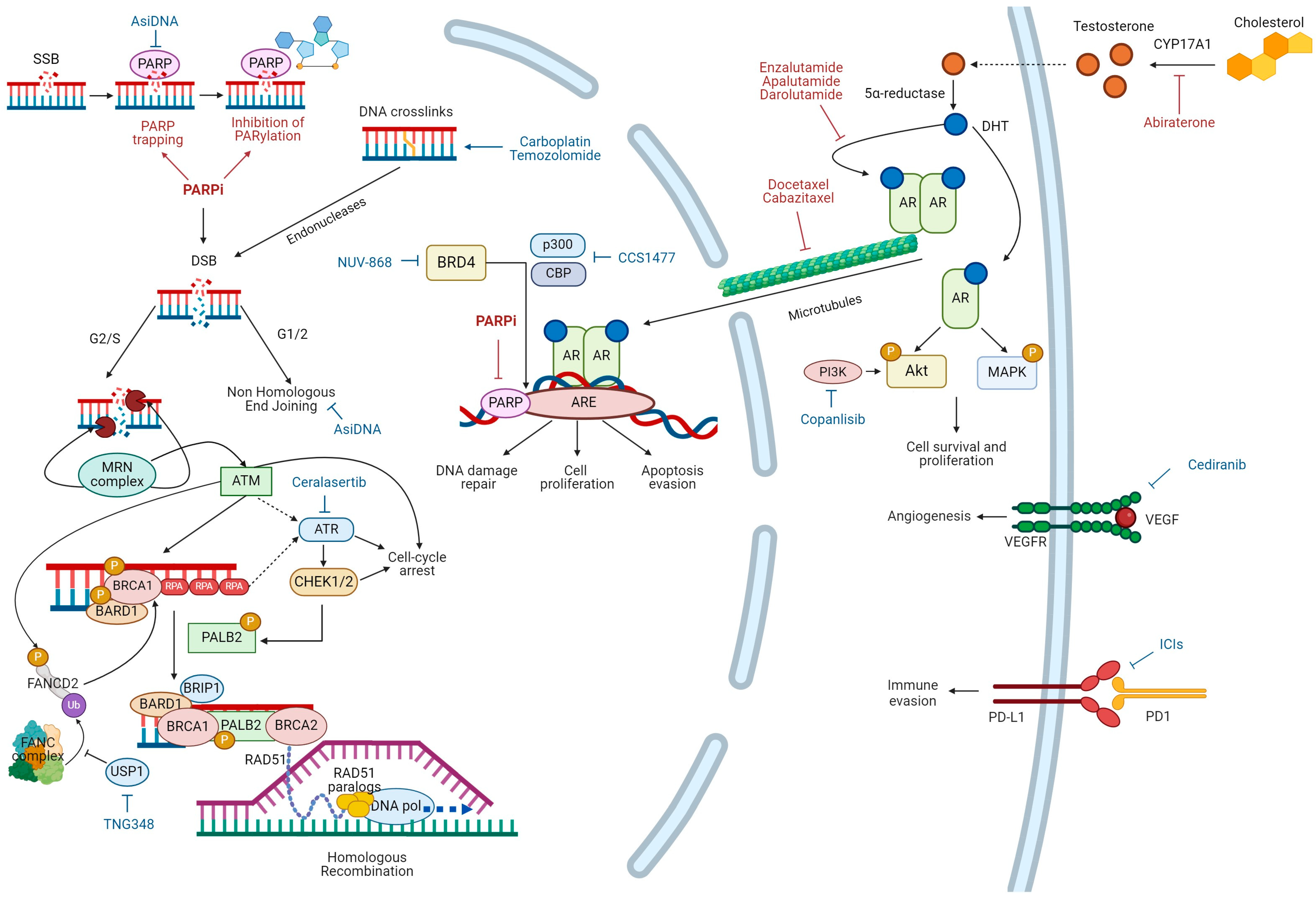 Ijms 25 04624 g001 Ijms 25 04624 g001