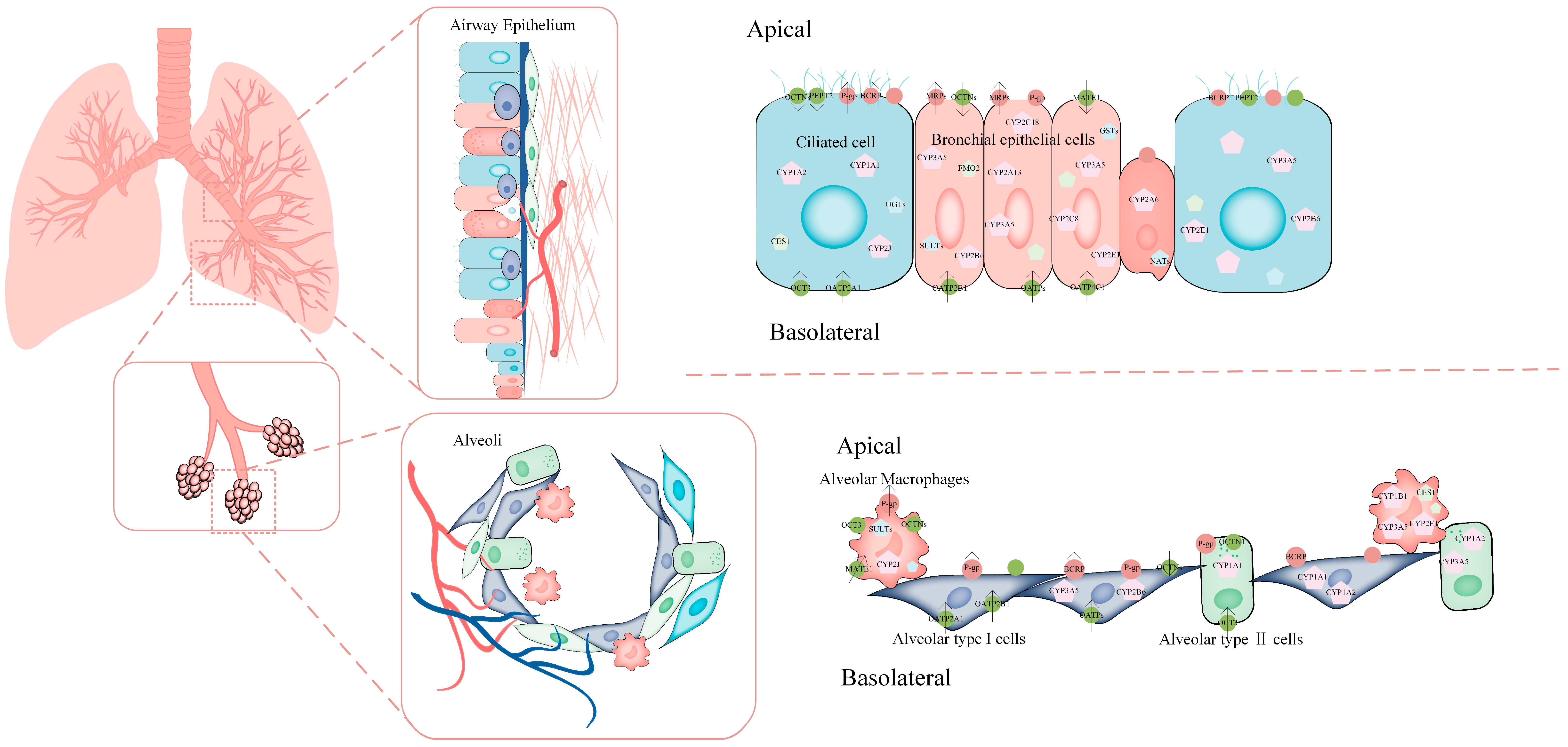Ijms 25 04671 g002 Ijms 25 04671 g002
