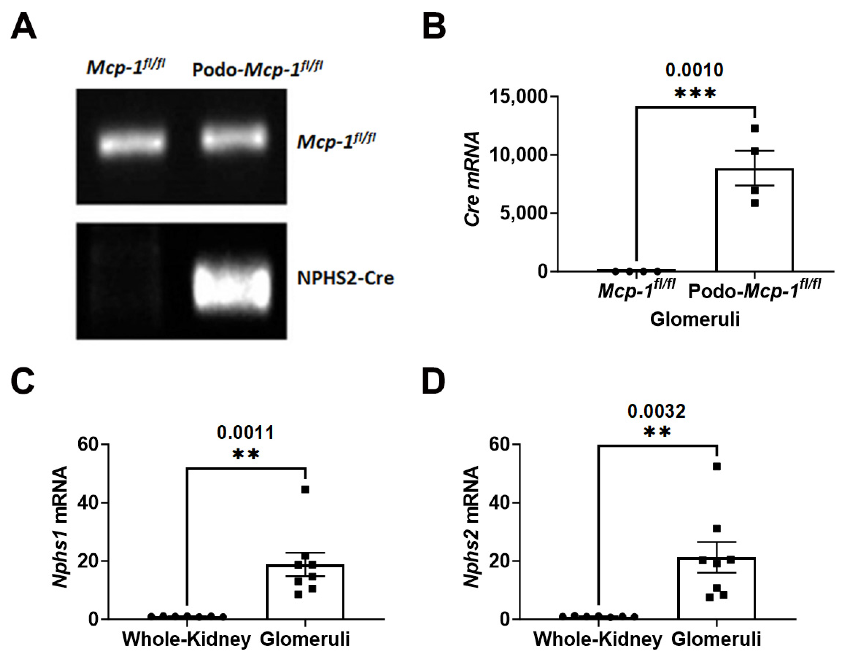 Ijms 25 04987 g001 Ijms 25 04987 g001