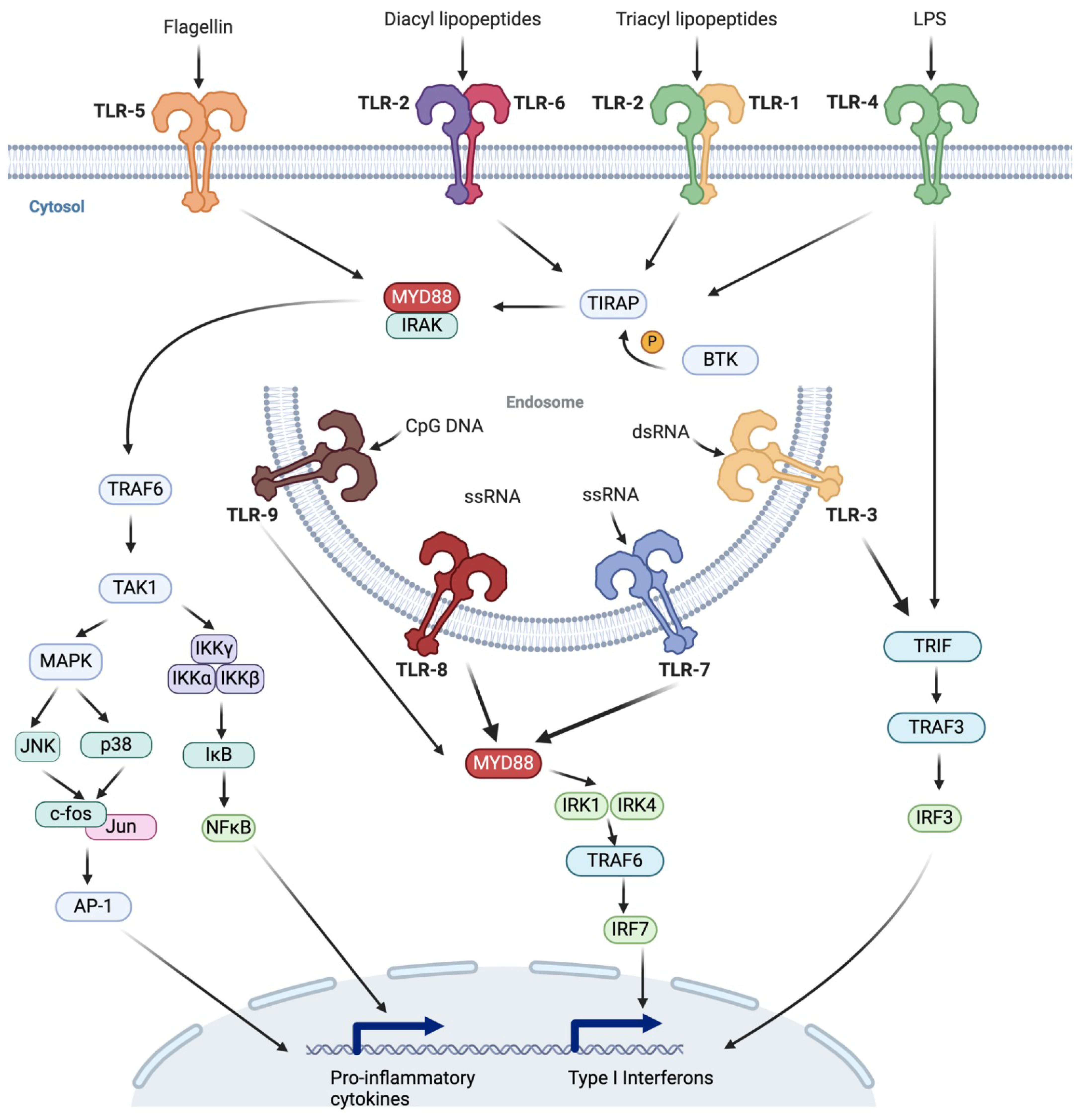 Ijms 25 05037 g001 Ijms 25 05037 g001