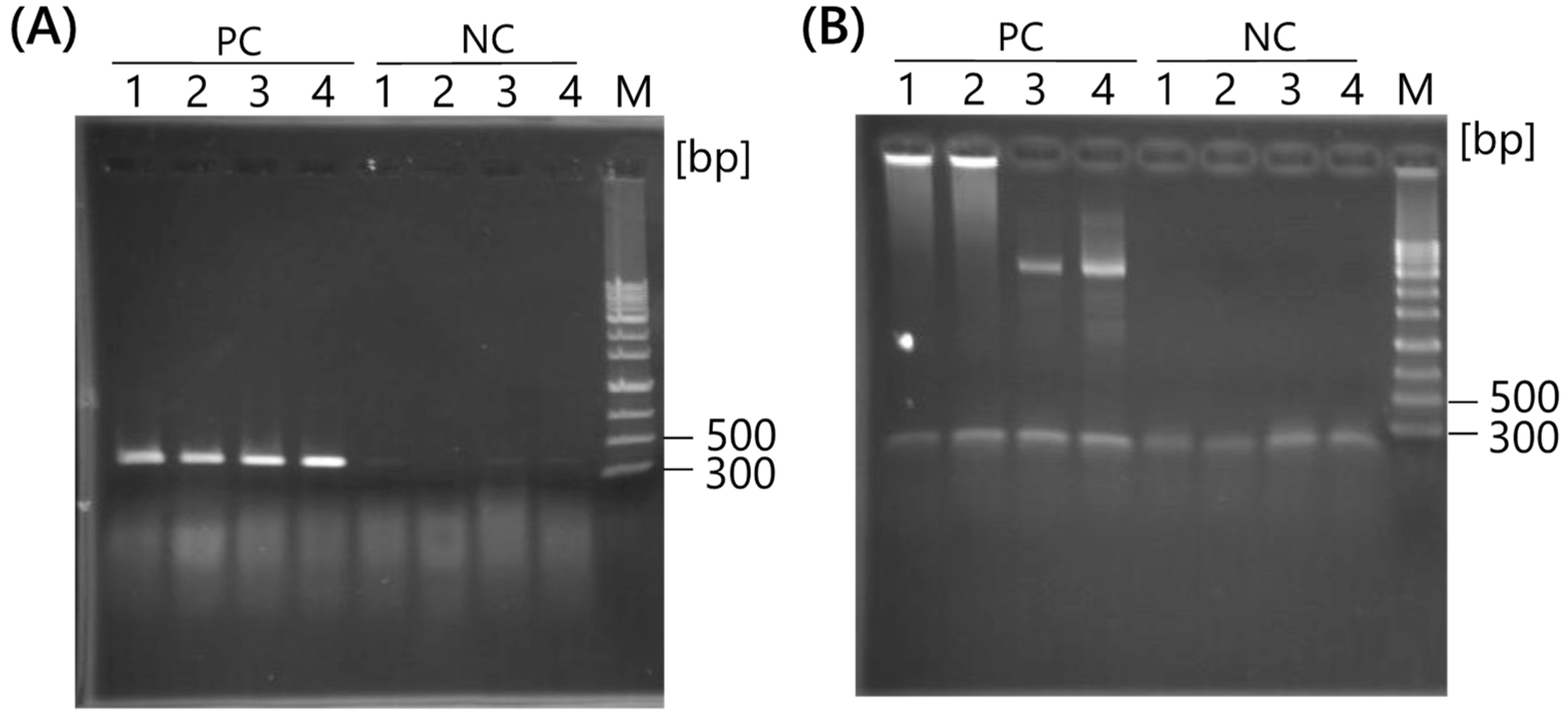 Ijms 25 05089 g002