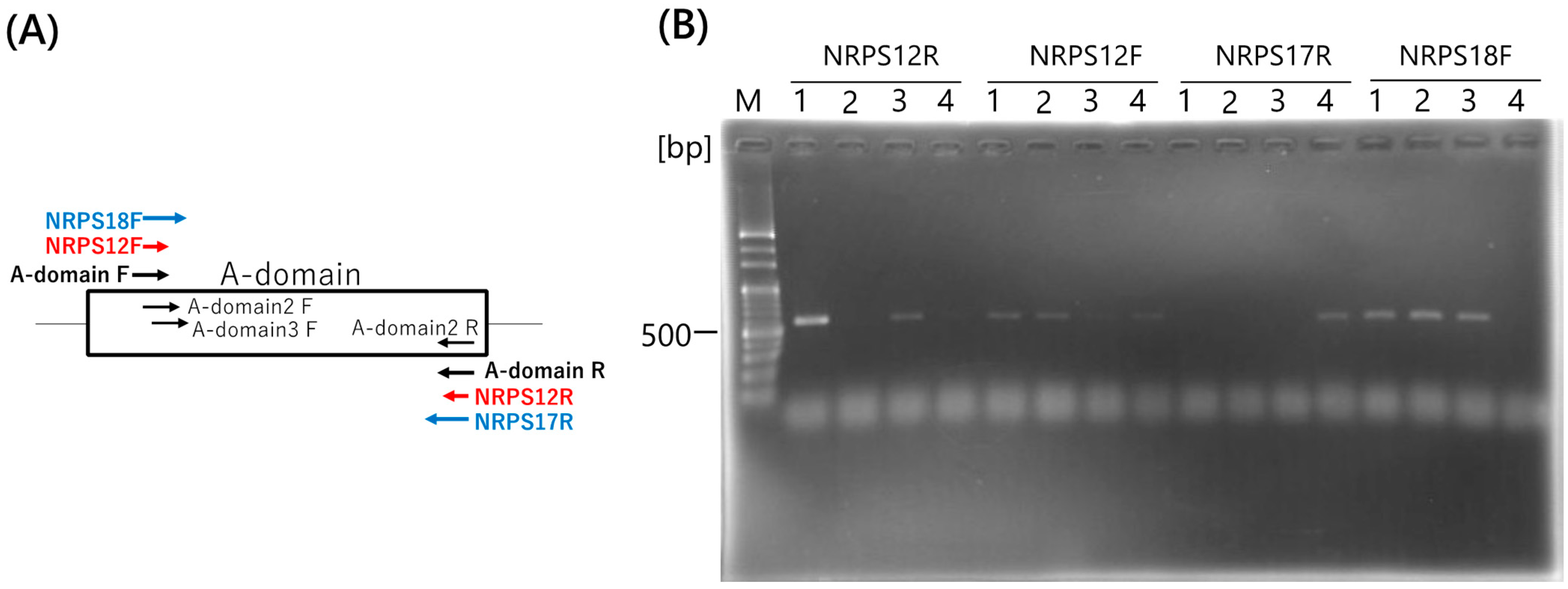 Ijms 25 05089 g003