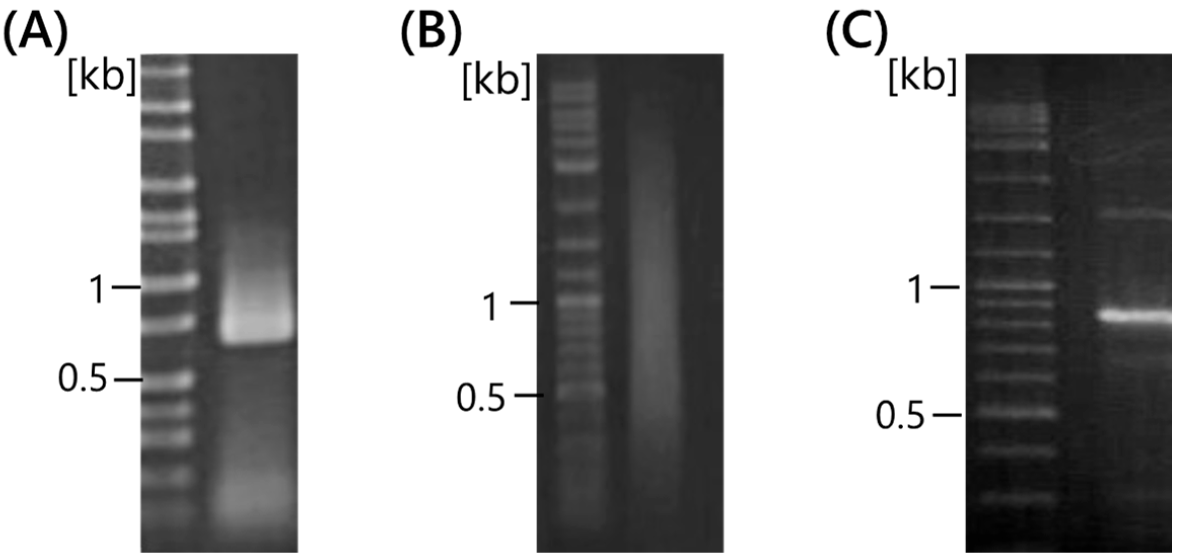 Ijms 25 05089 g005
