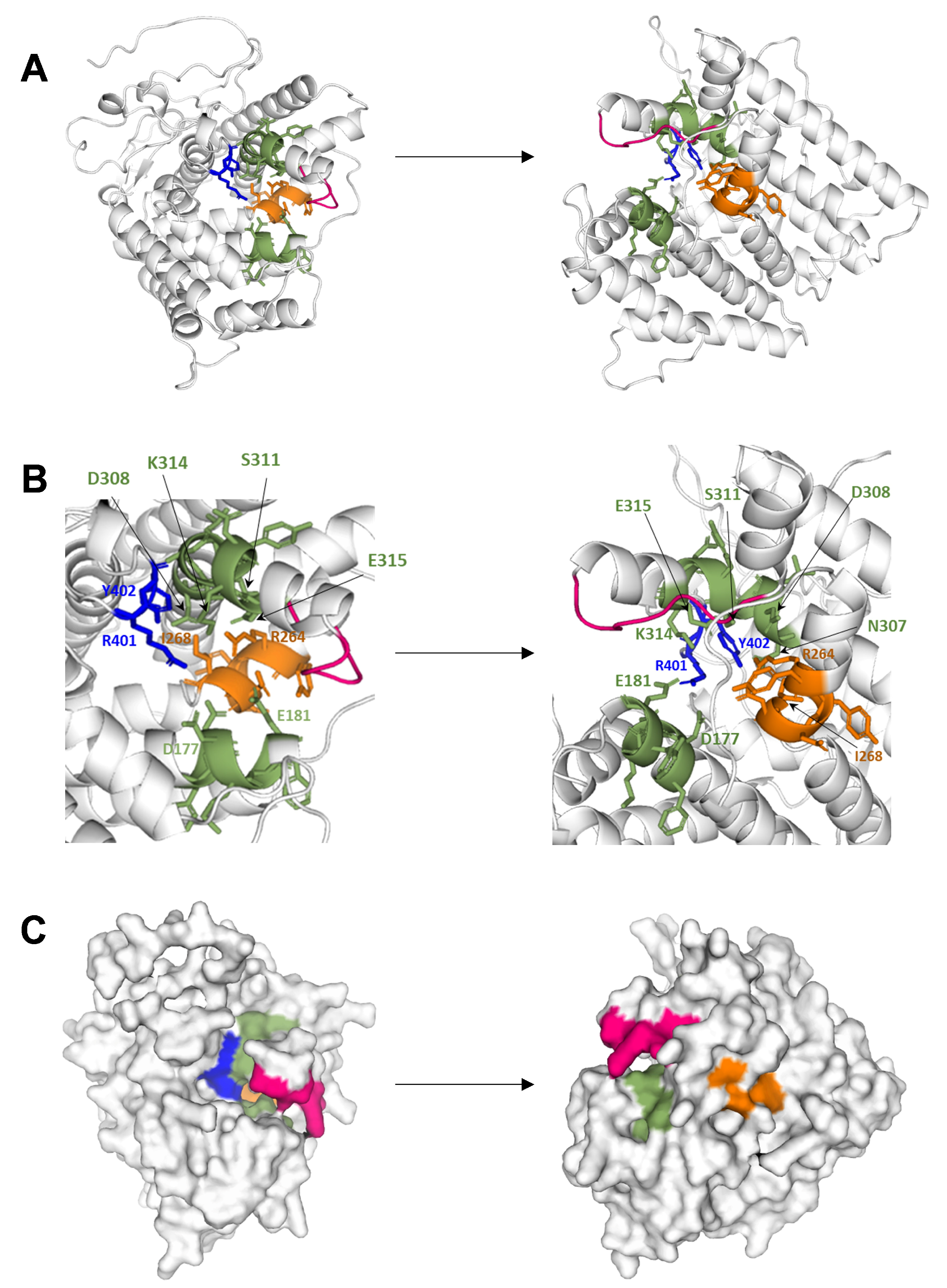 Ijms 25 05125 g001 Ijms 25 05125 g001