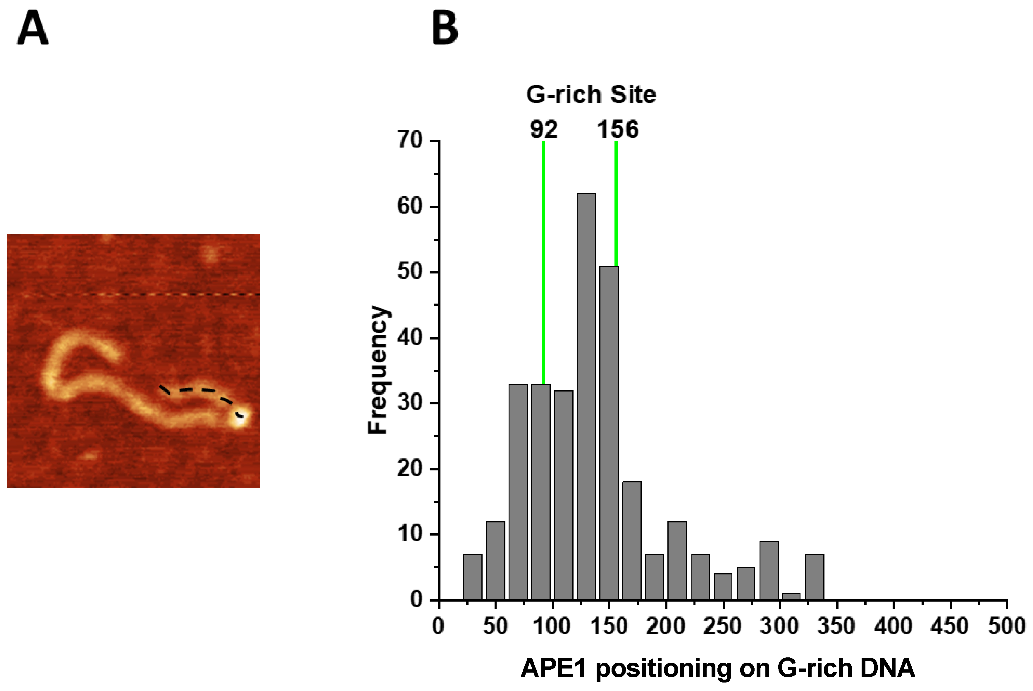 Ijms 25 05145 g004 Ijms 25 05145 g004