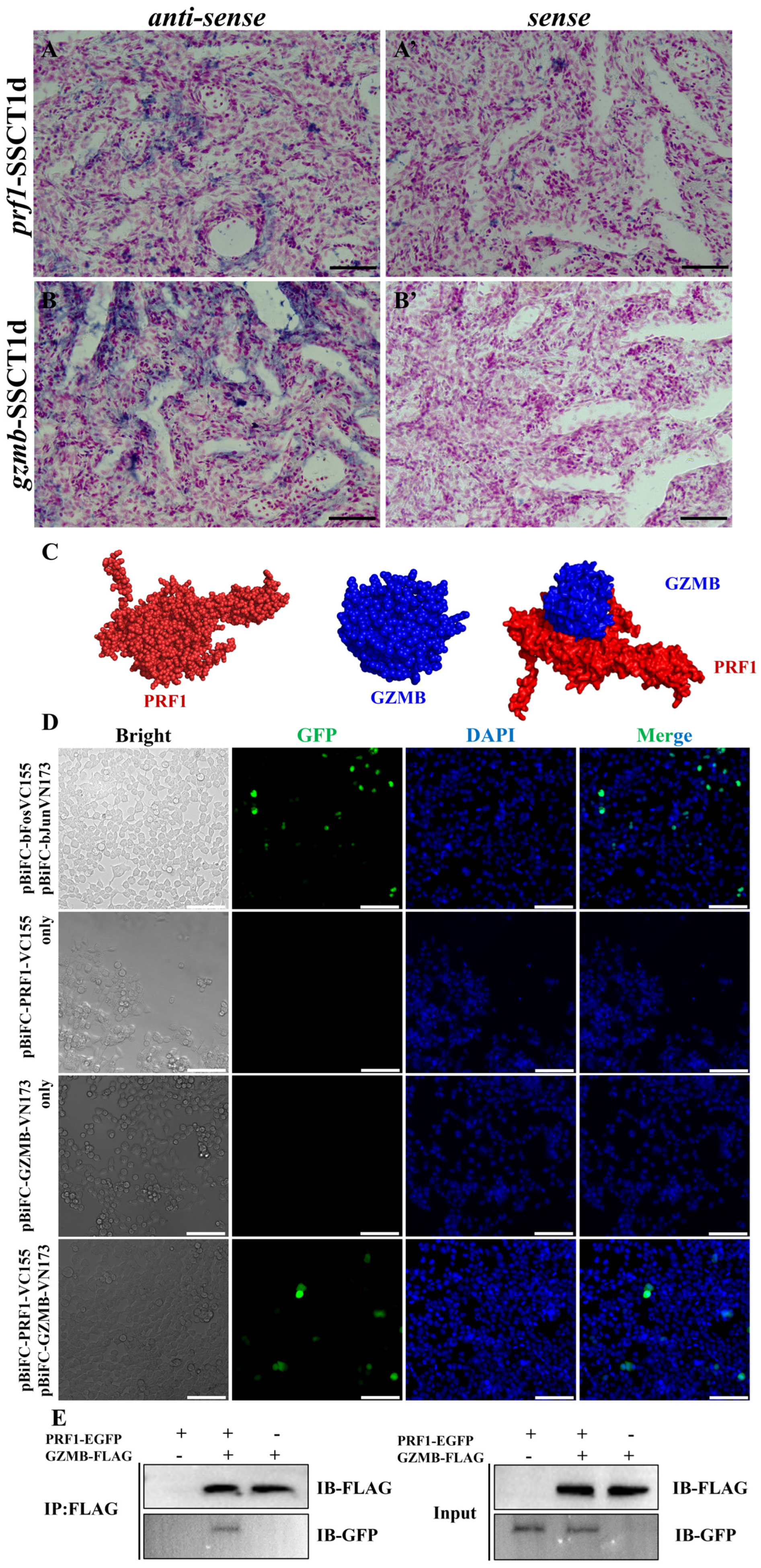 Ijms 25 05157 g007