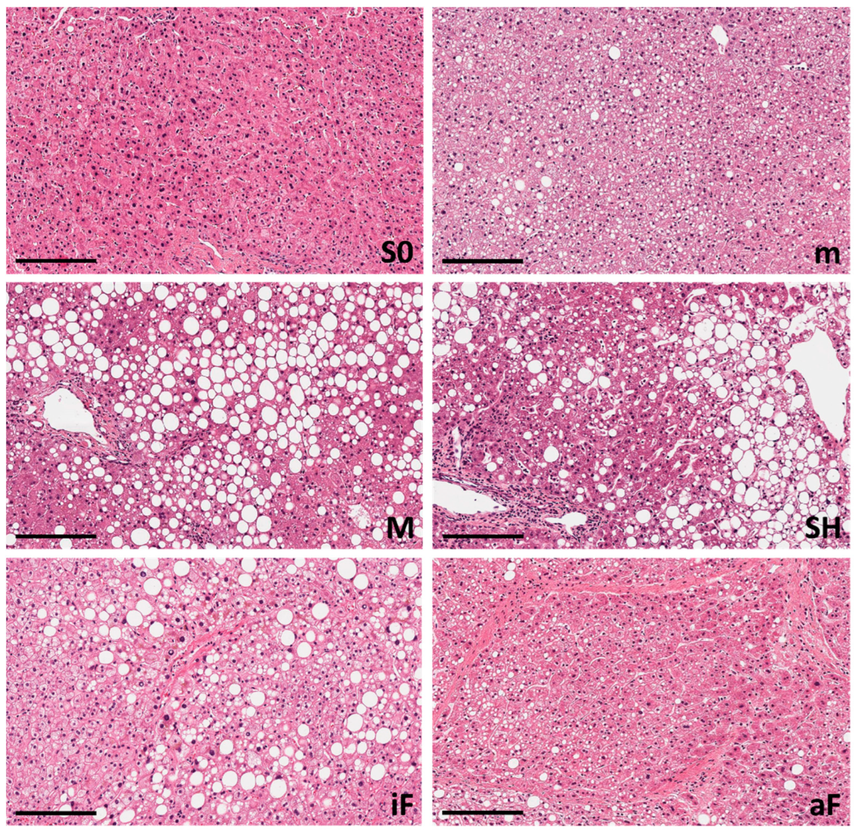 Ijms 25 05203 g002