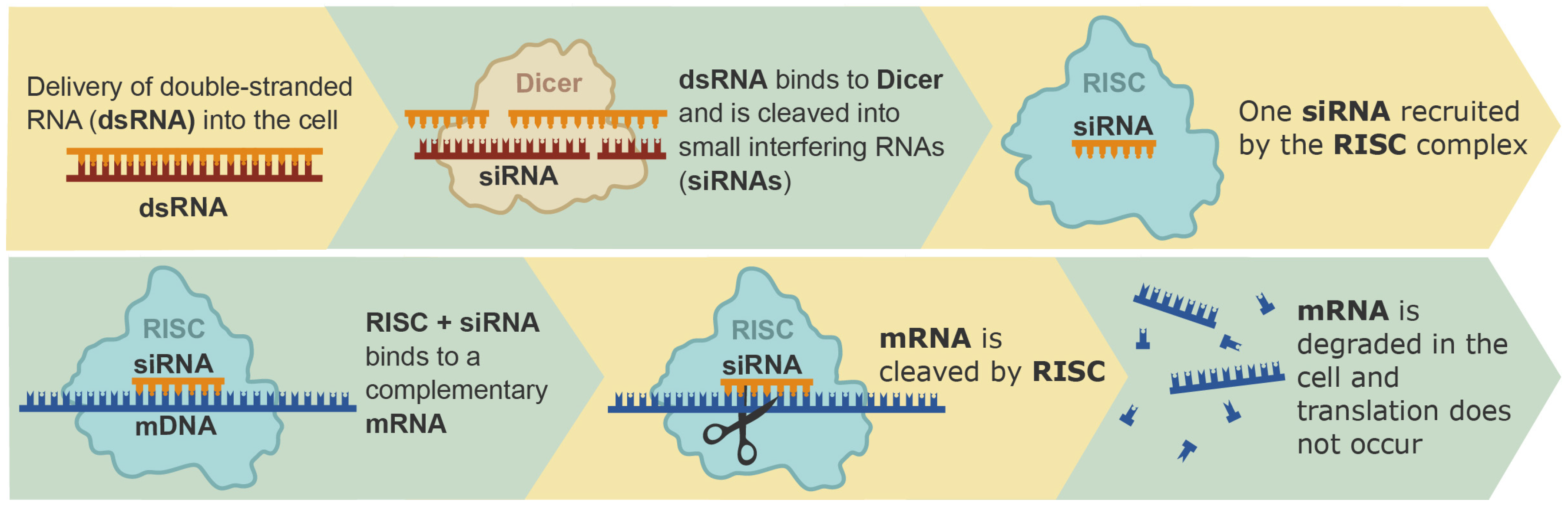 Ijms 25 05231 g002 Ijms 25 05231 g002