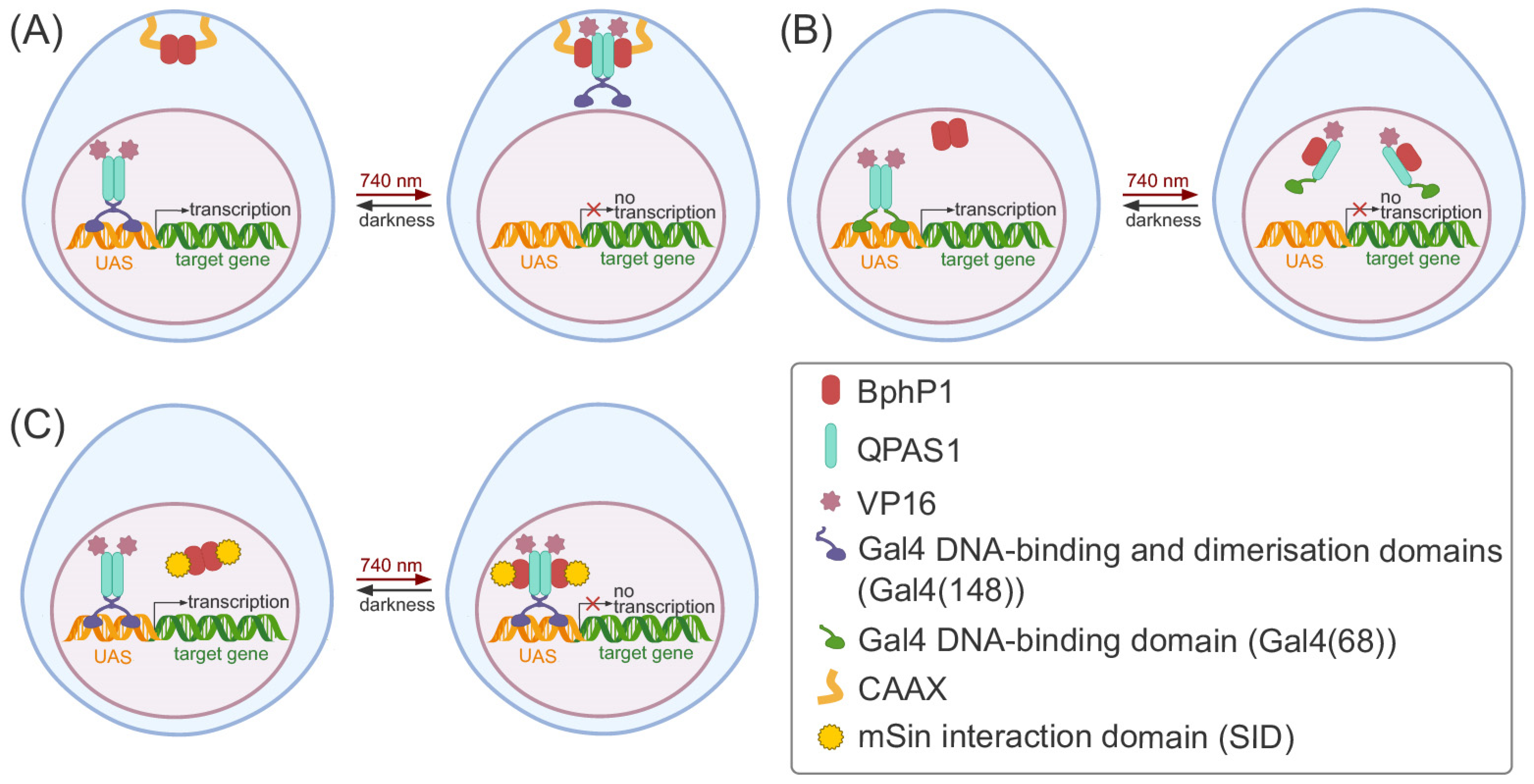 Ijms 25 05231 g005 Ijms 25 05231 g005