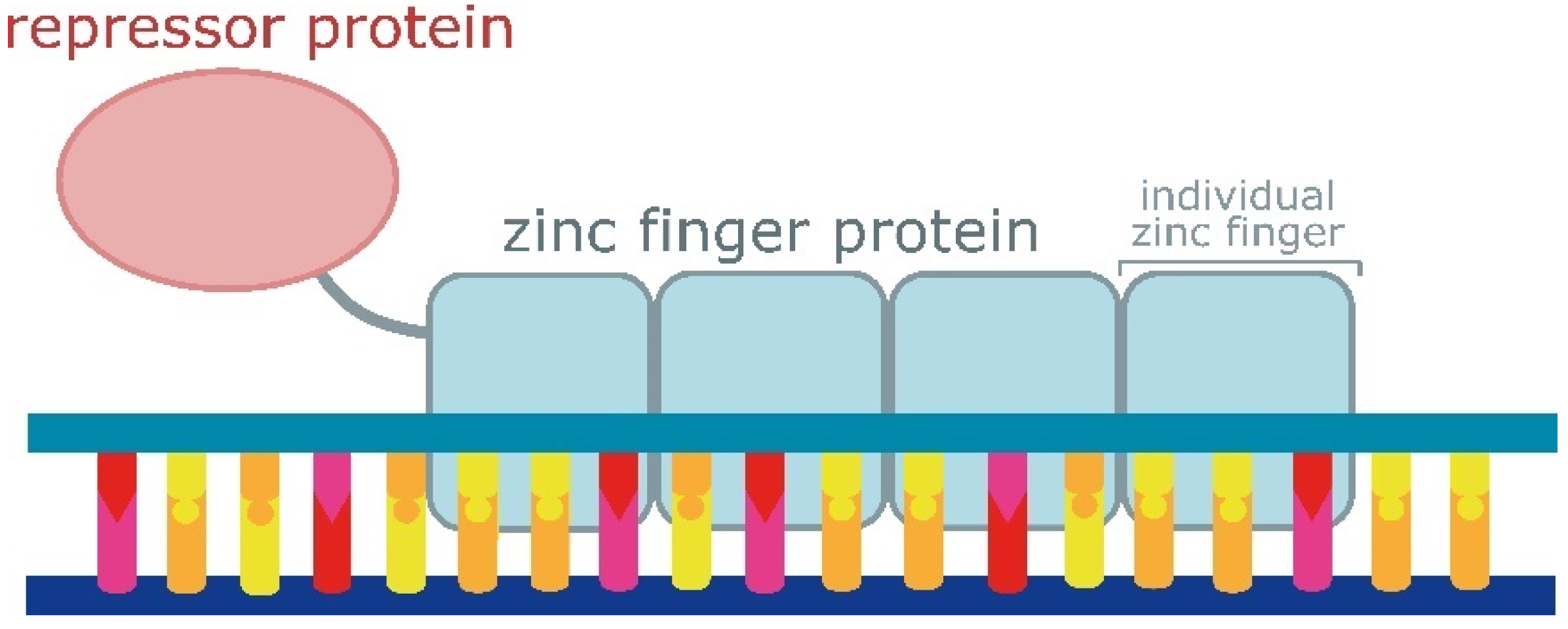 Ijms 25 05231 g007 Ijms 25 05231 g007