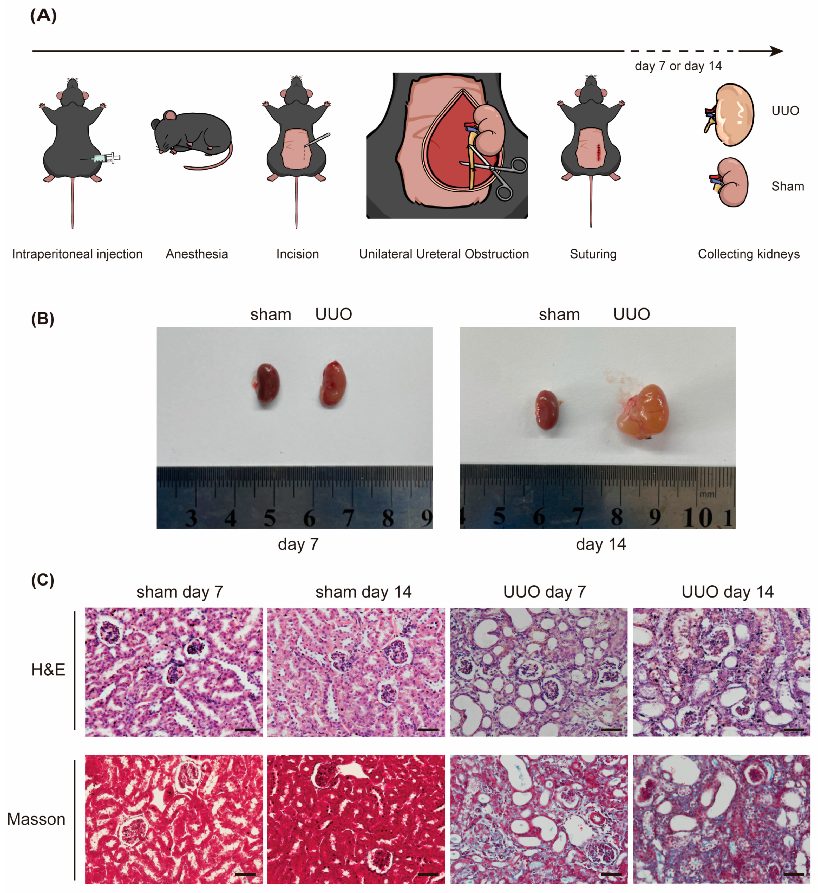 Ijms 25 05232 g001a Ijms 25 05232 g001a