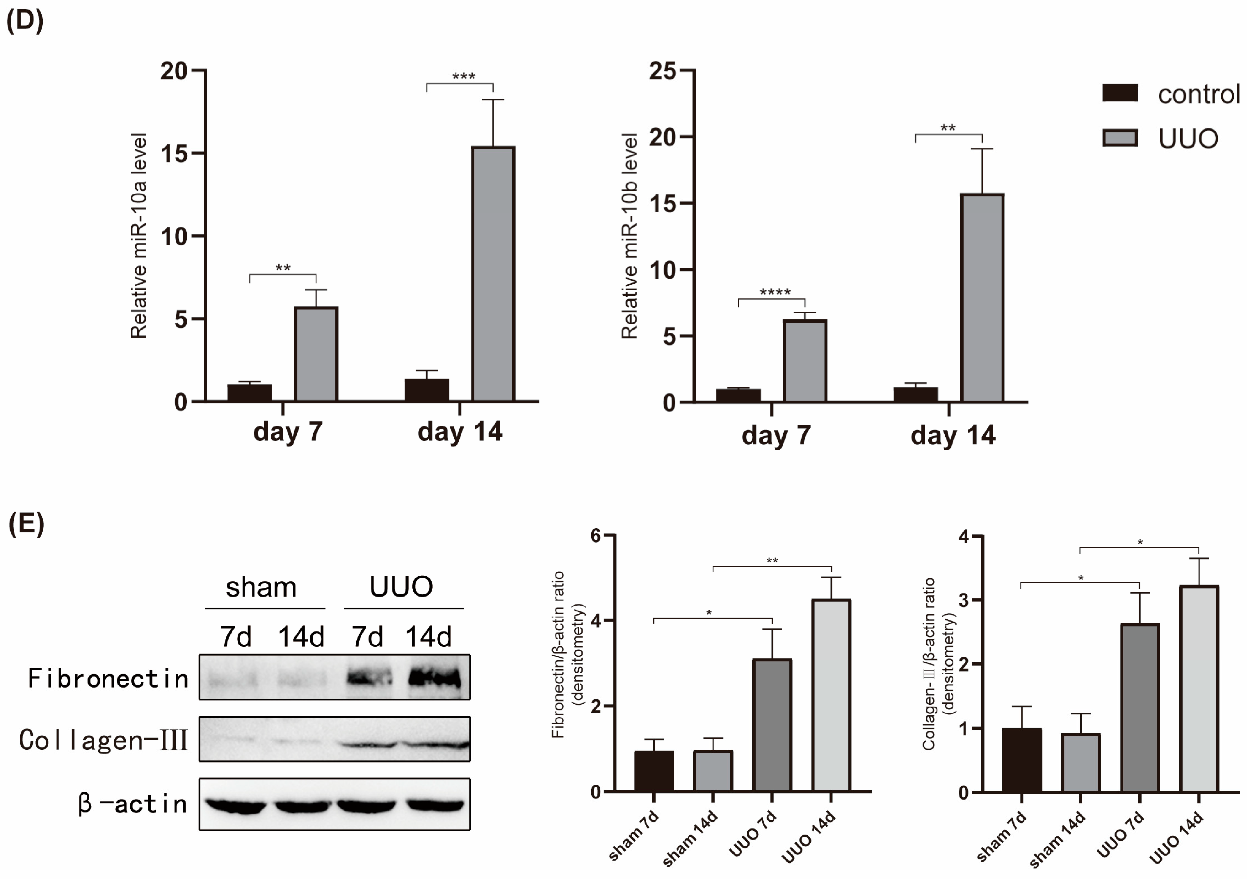 Ijms 25 05232 g001b Ijms 25 05232 g001b