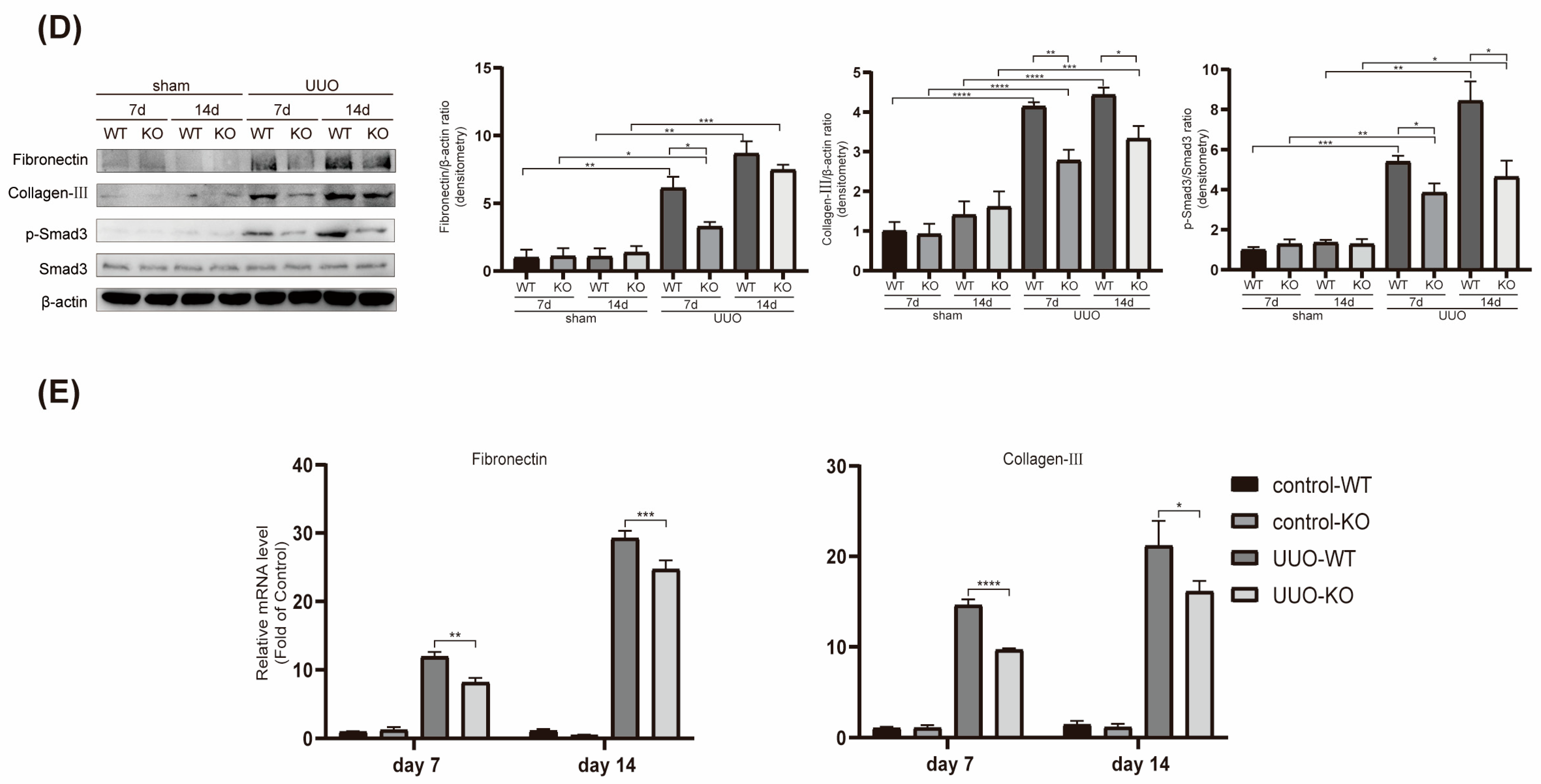 Ijms 25 05232 g002b Ijms 25 05232 g002b