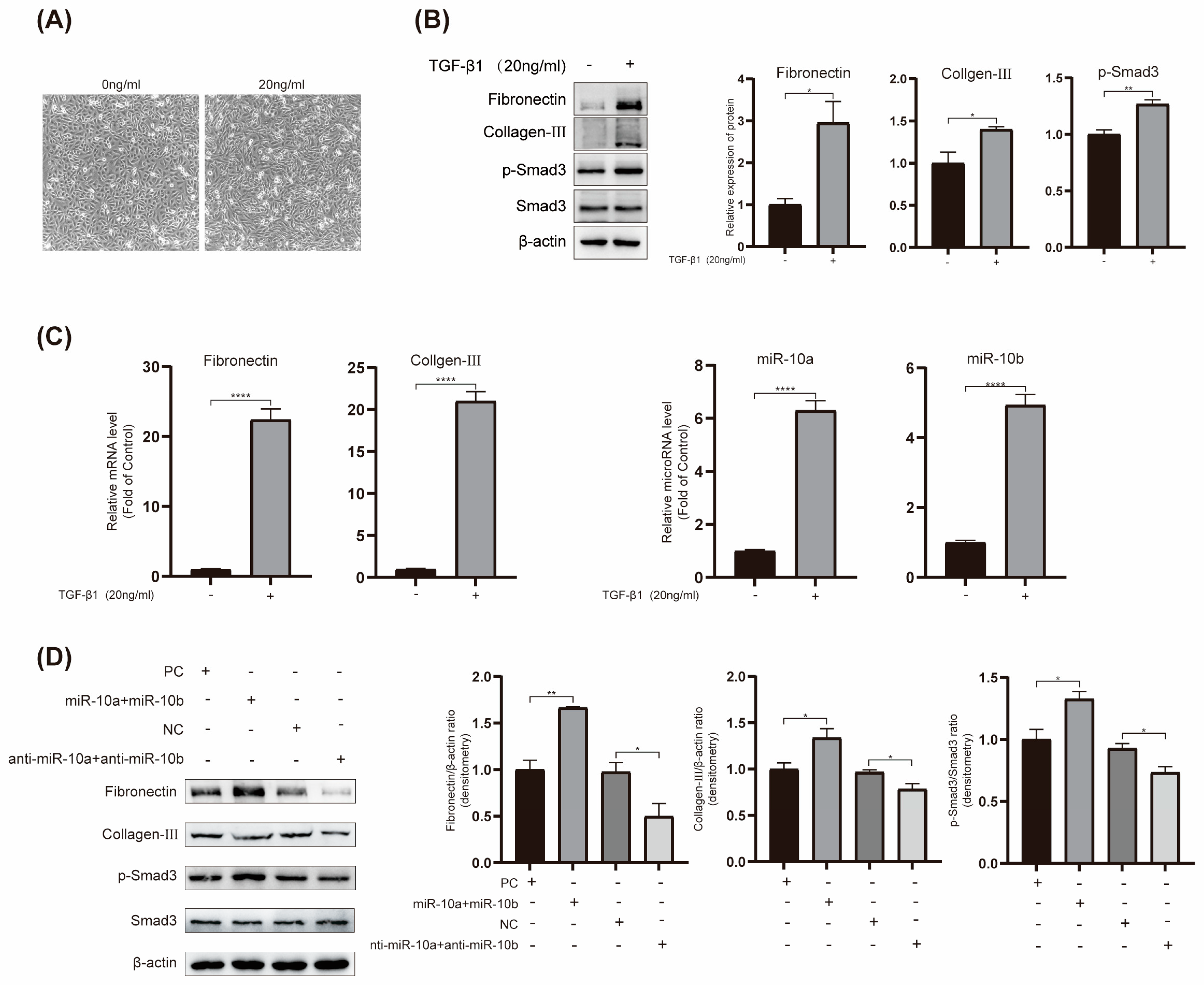 Ijms 25 05232 g003 Ijms 25 05232 g003