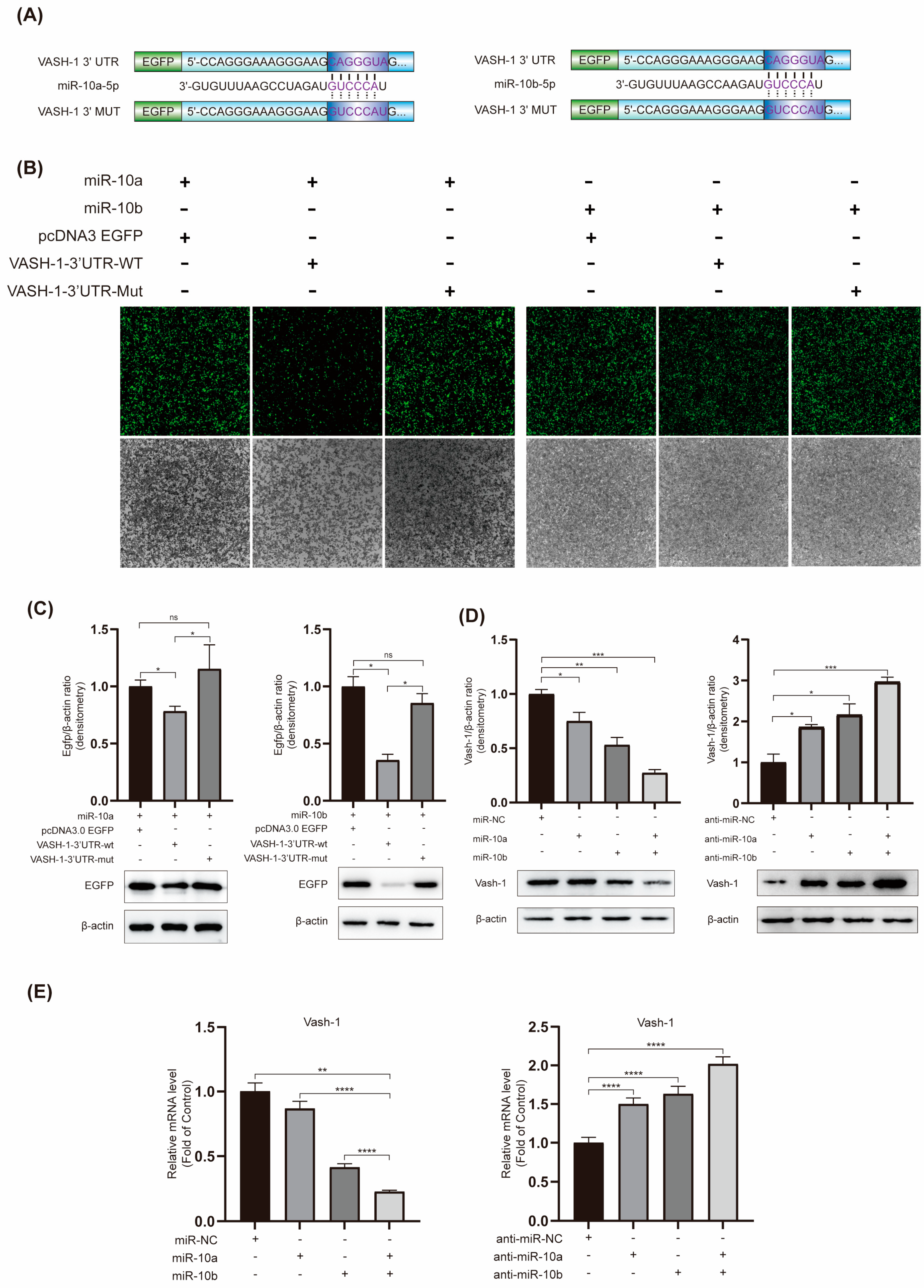Ijms 25 05232 g004 Ijms 25 05232 g004