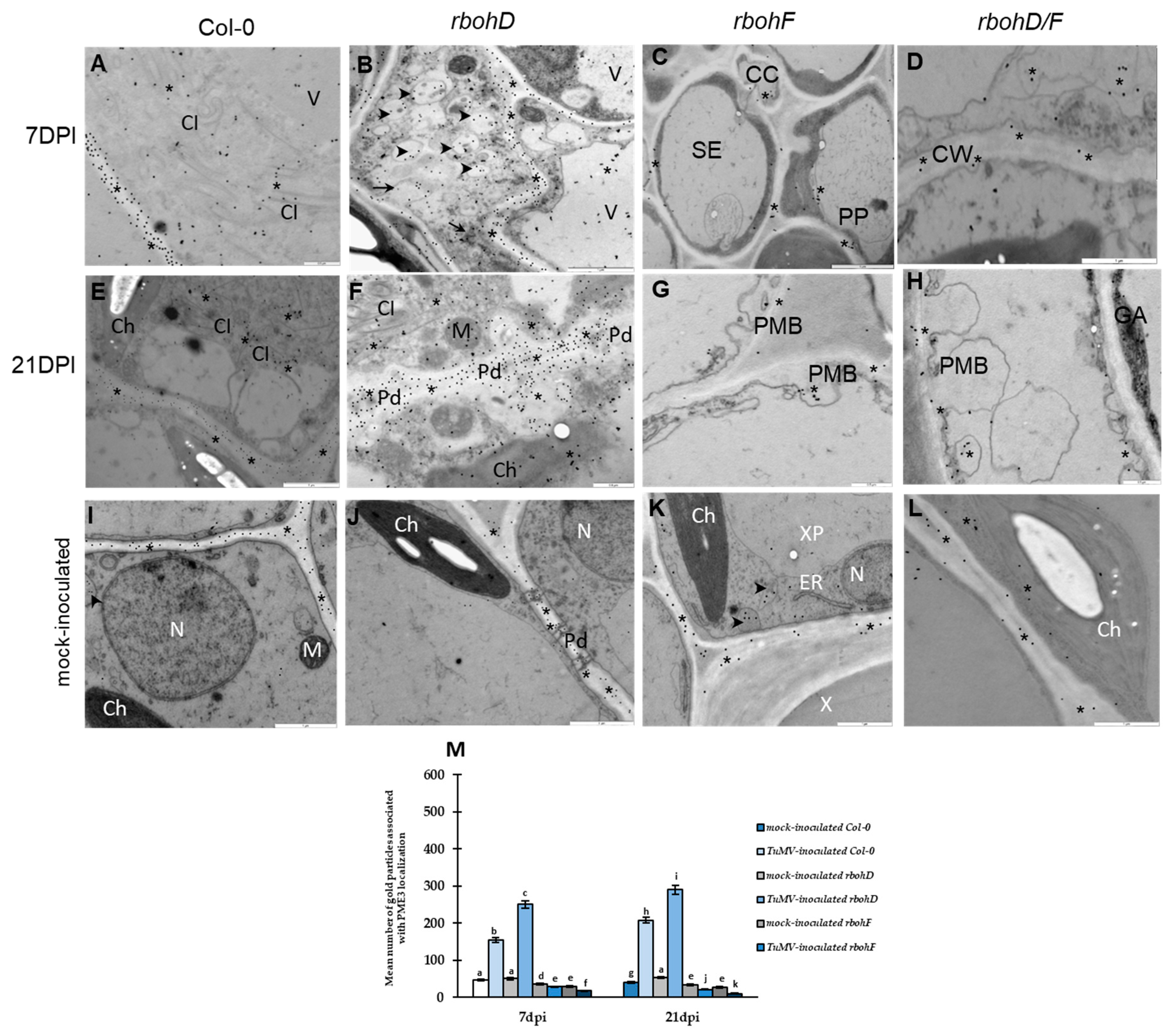 Ijms 25 05256 g003 Ijms 25 05256 g003