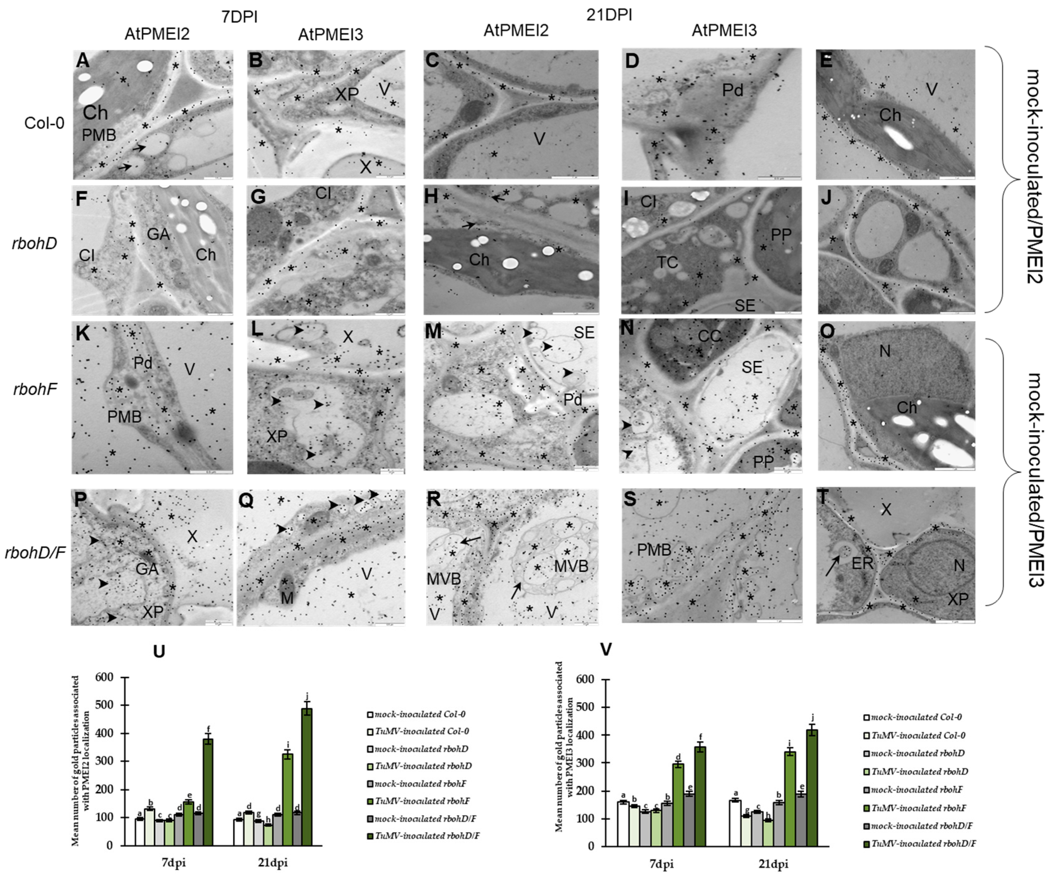 Ijms 25 05256 g004 Ijms 25 05256 g004