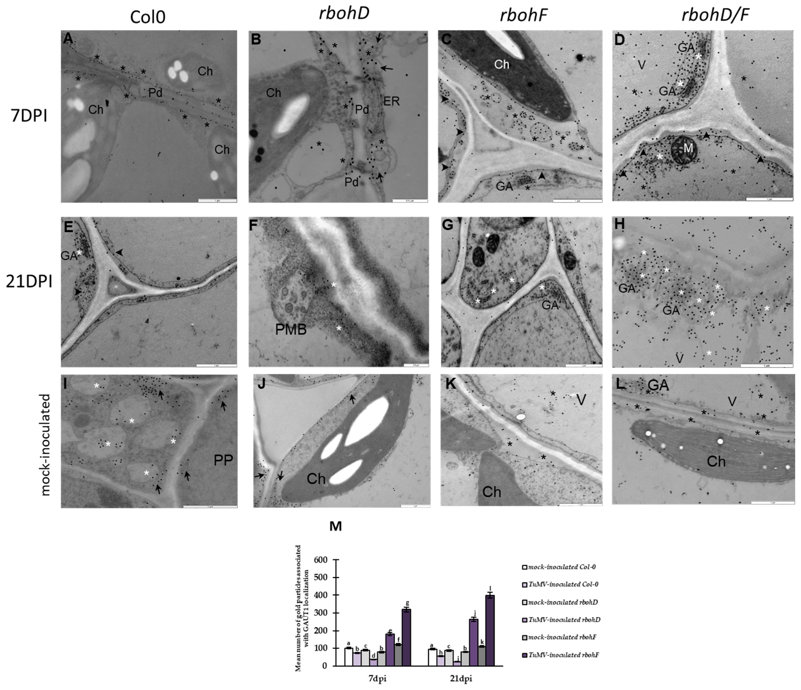 Ijms 25 05256 g005 Ijms 25 05256 g005