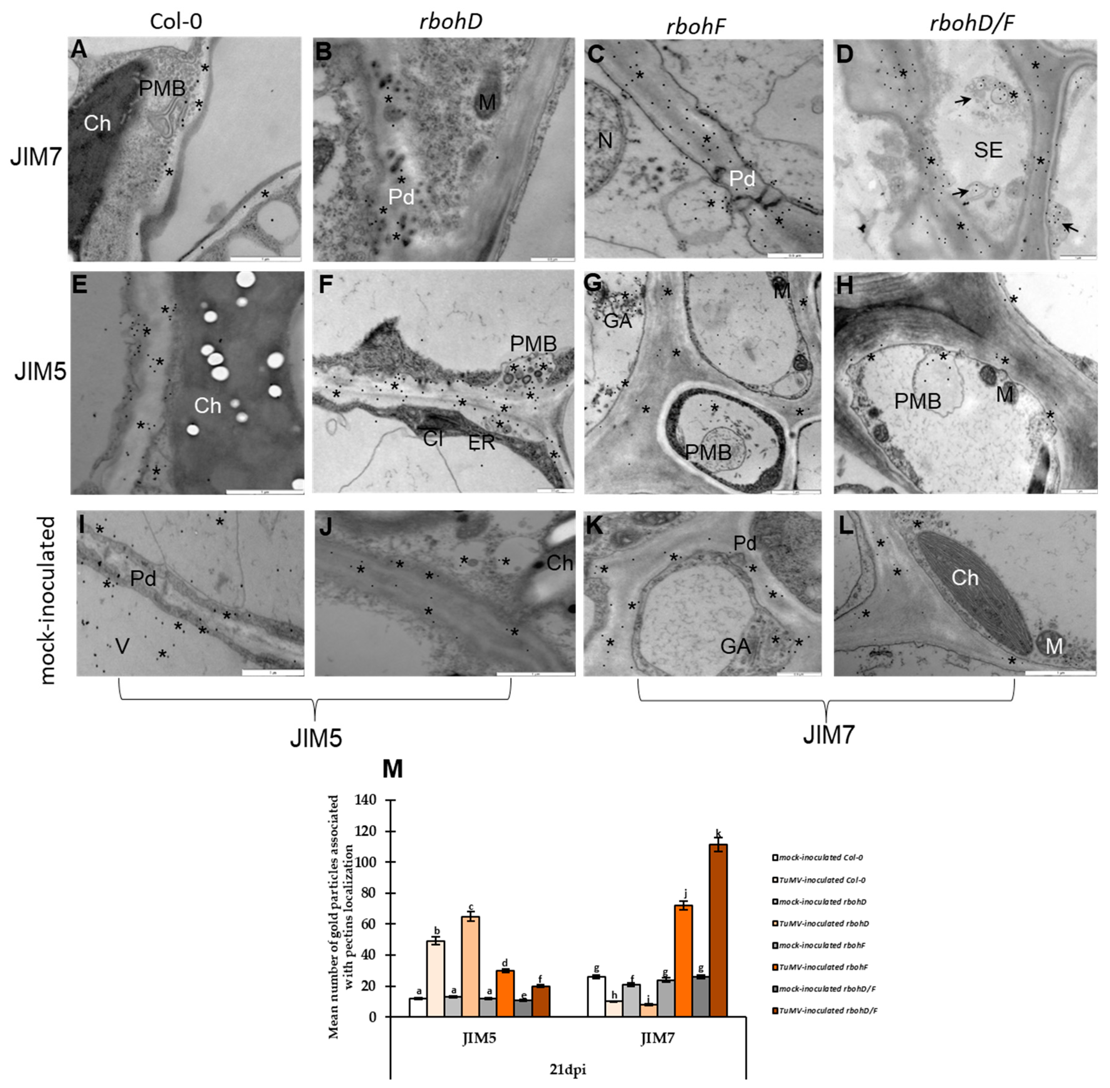 Ijms 25 05256 g006 Ijms 25 05256 g006