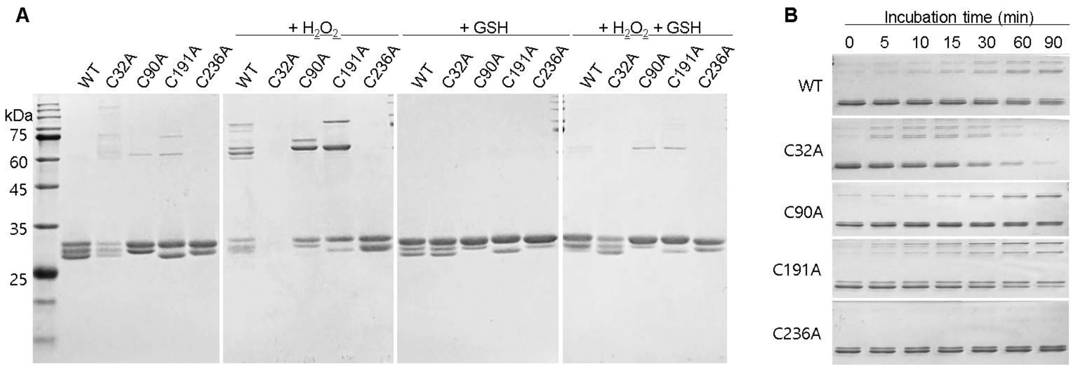 Ijms 25 05279 g005