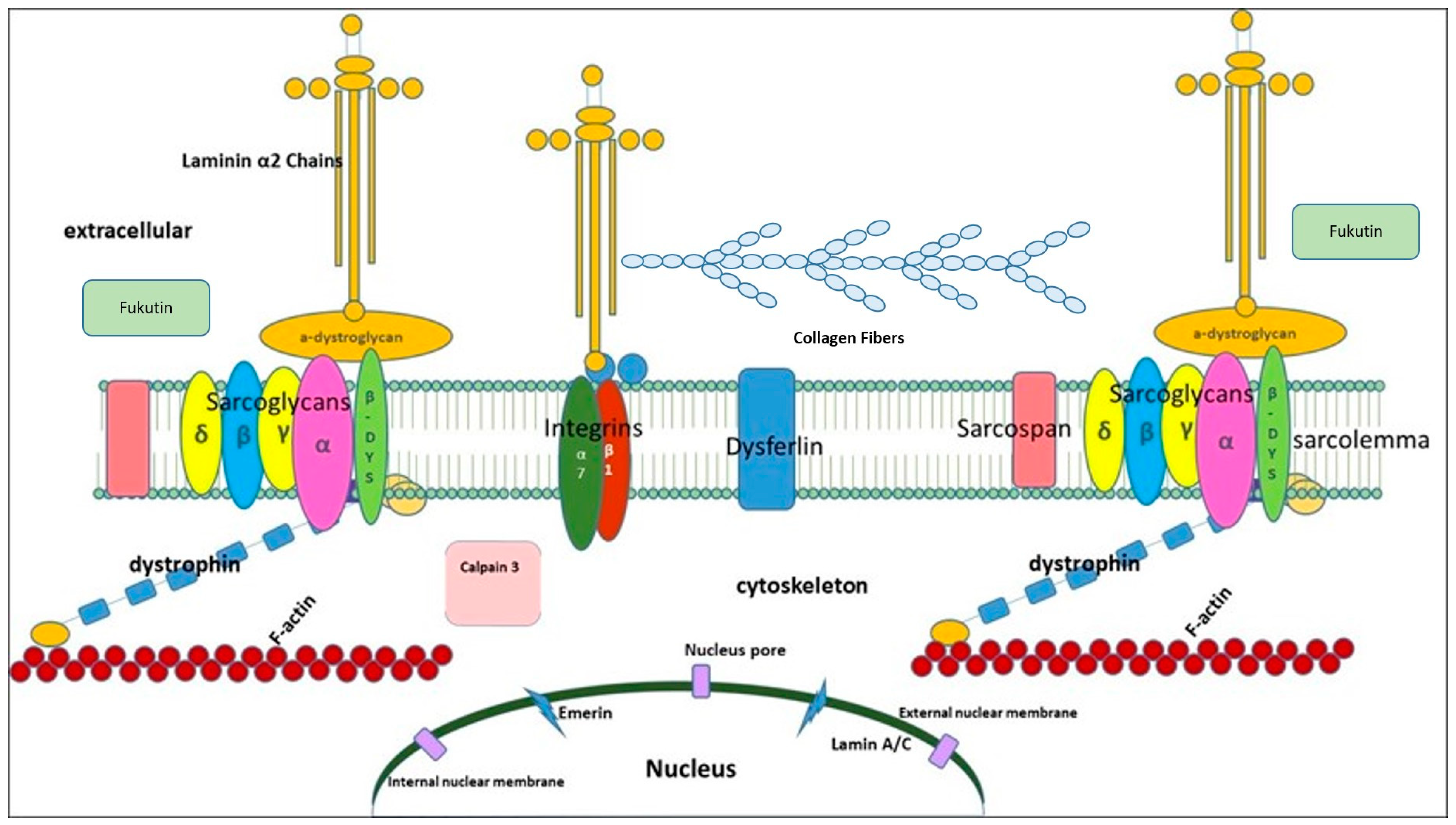 Ijms 25 05289 g001 Ijms 25 05289 g001