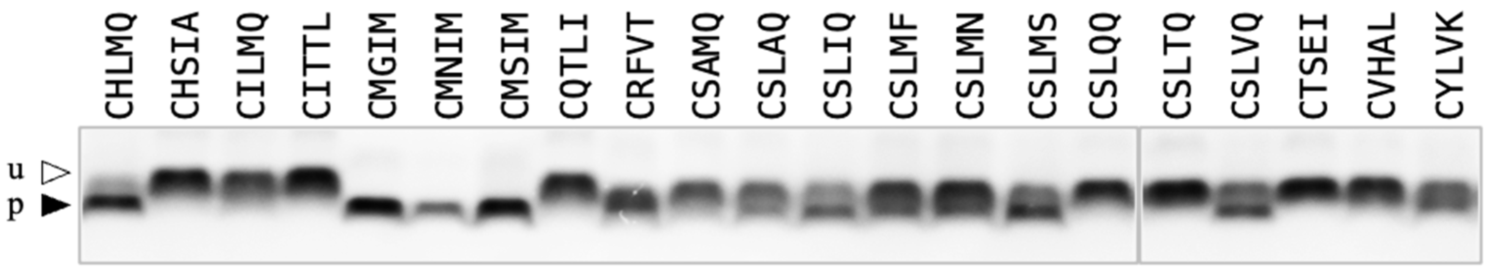 Ijms 25 05324 g003 Ijms 25 05324 g003