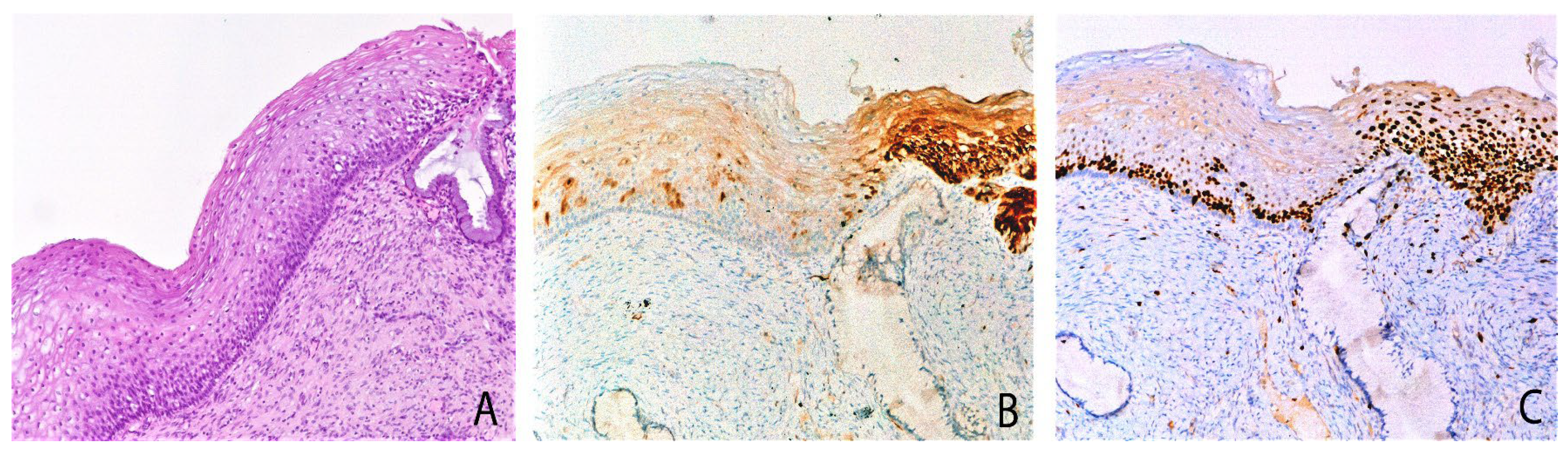 Ijms 25 05354 g002 Ijms 25 05354 g002