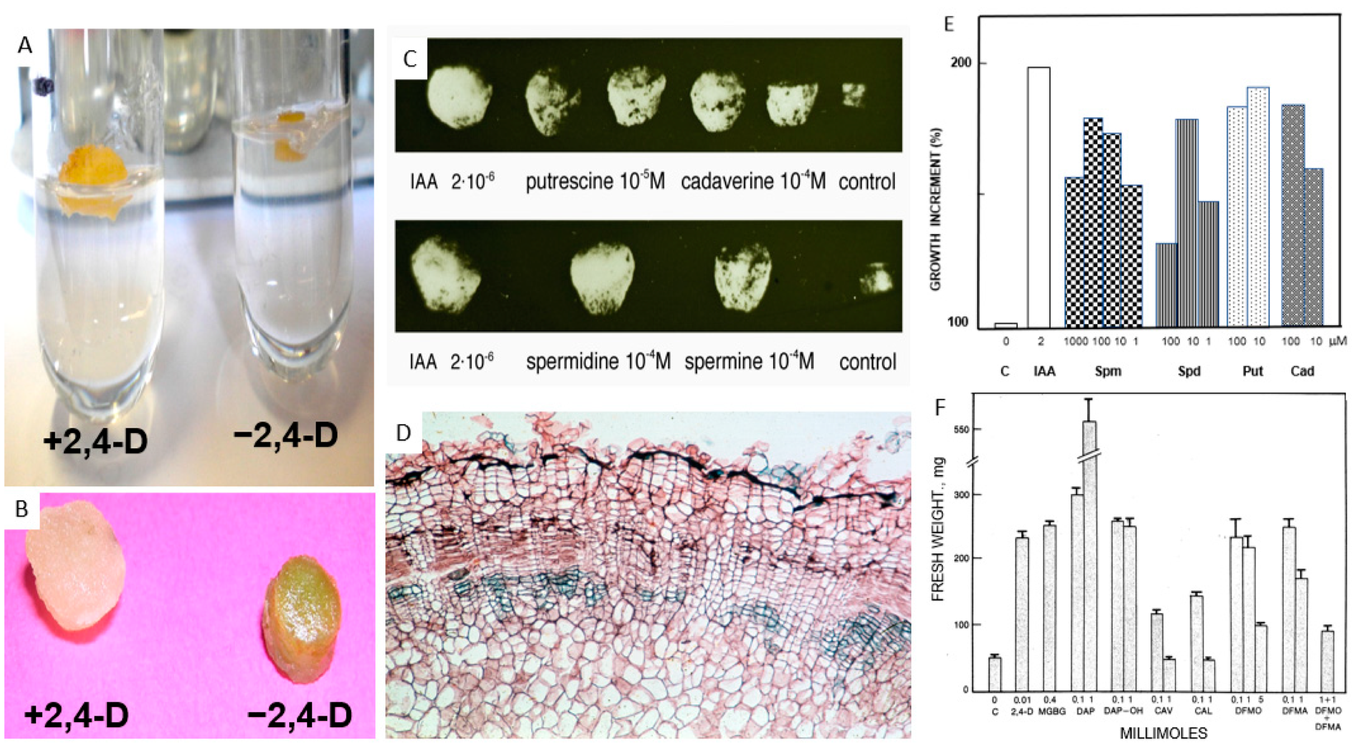 Ijms 25 05386 g007