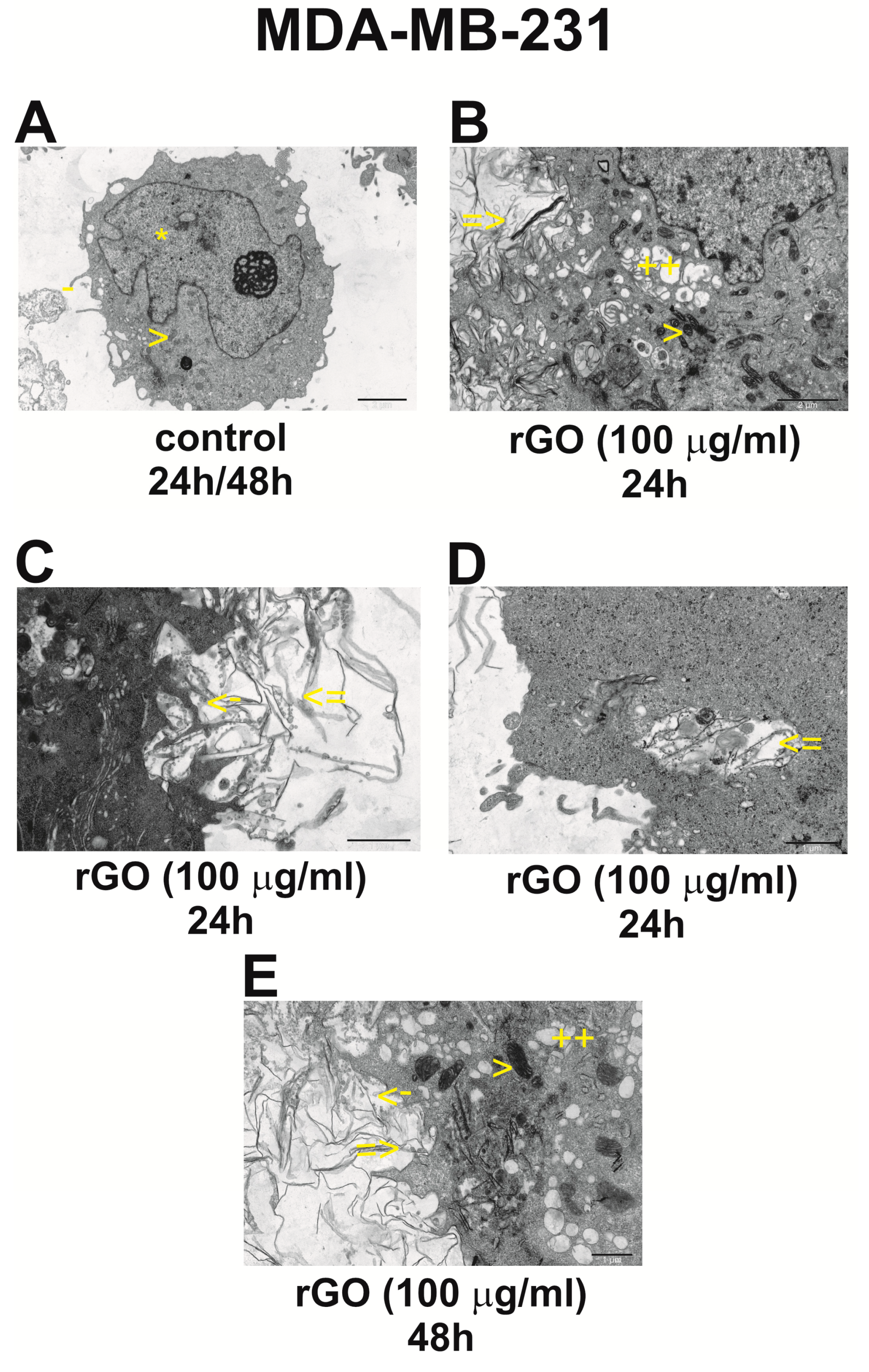 Ijms 25 05436 g008