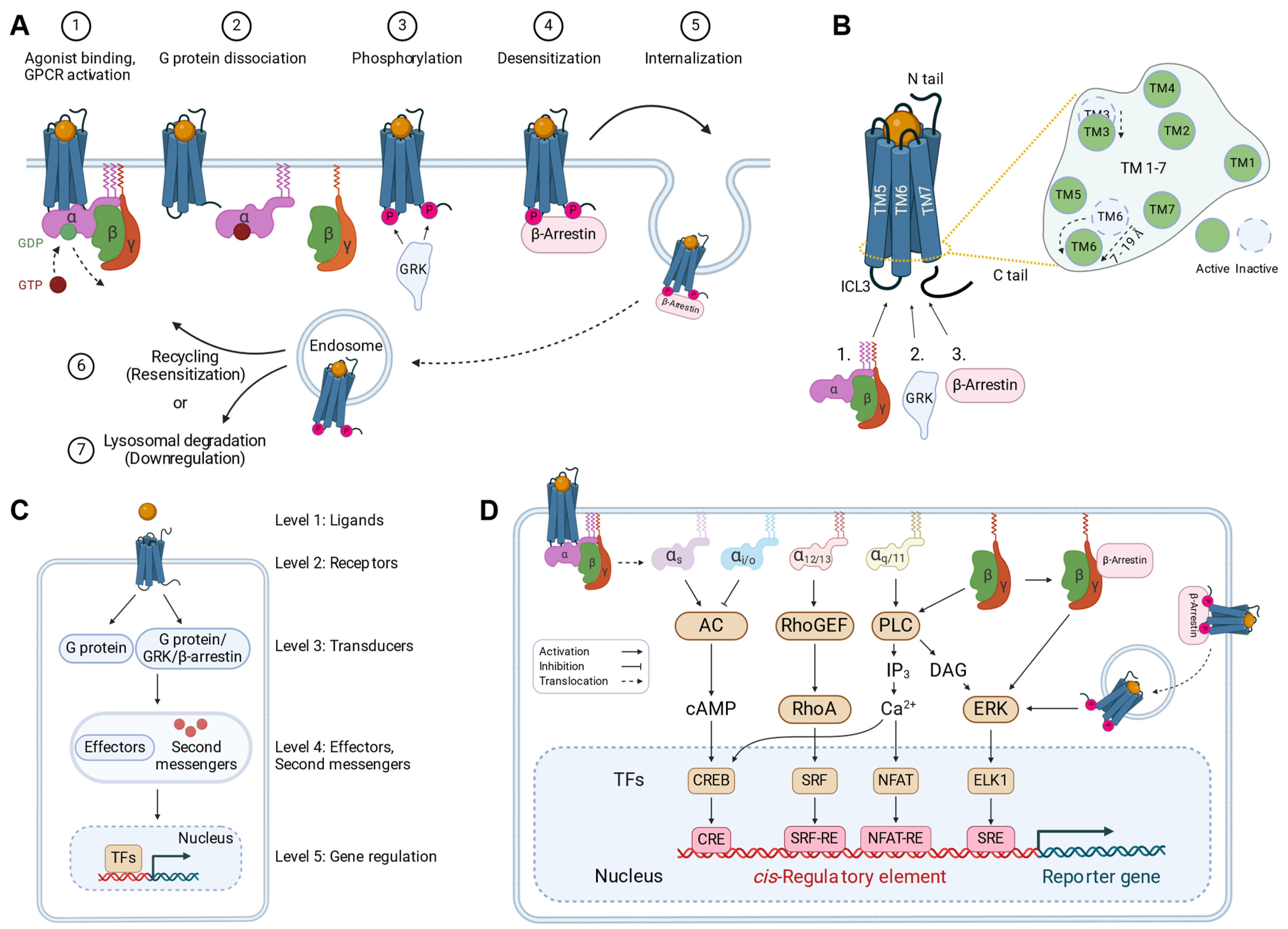 Ijms 25 05474 g001 Ijms 25 05474 g001