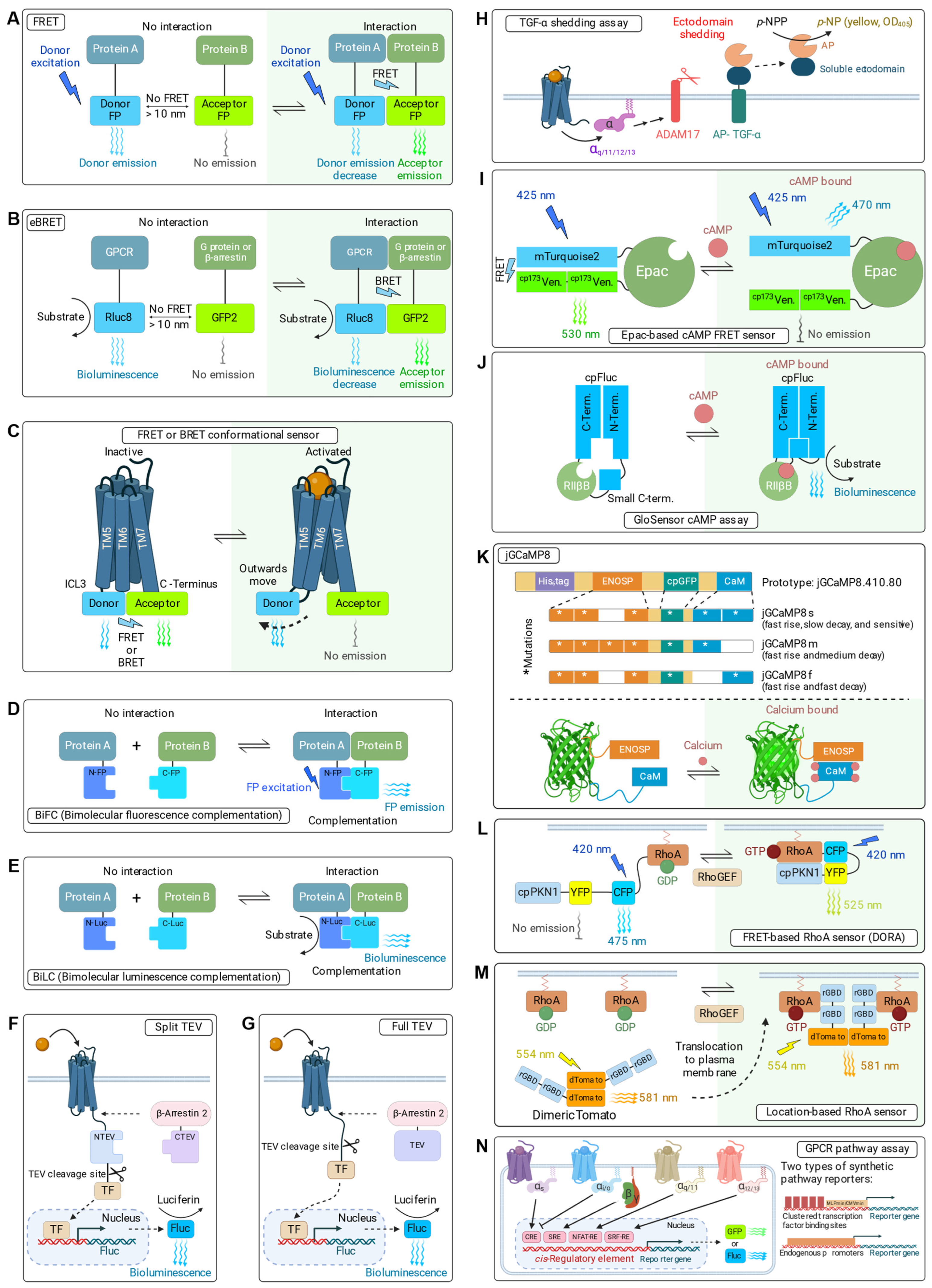 Ijms 25 05474 g002 Ijms 25 05474 g002