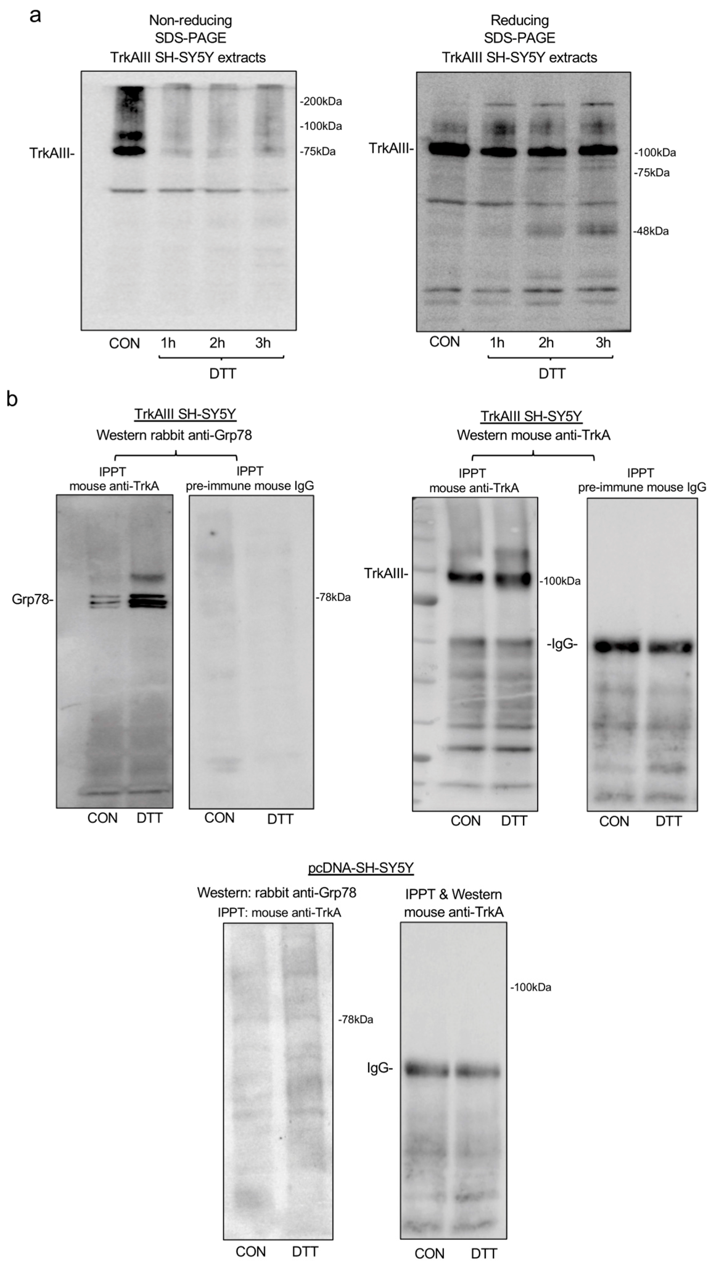 Ijms 25 05475 g002a