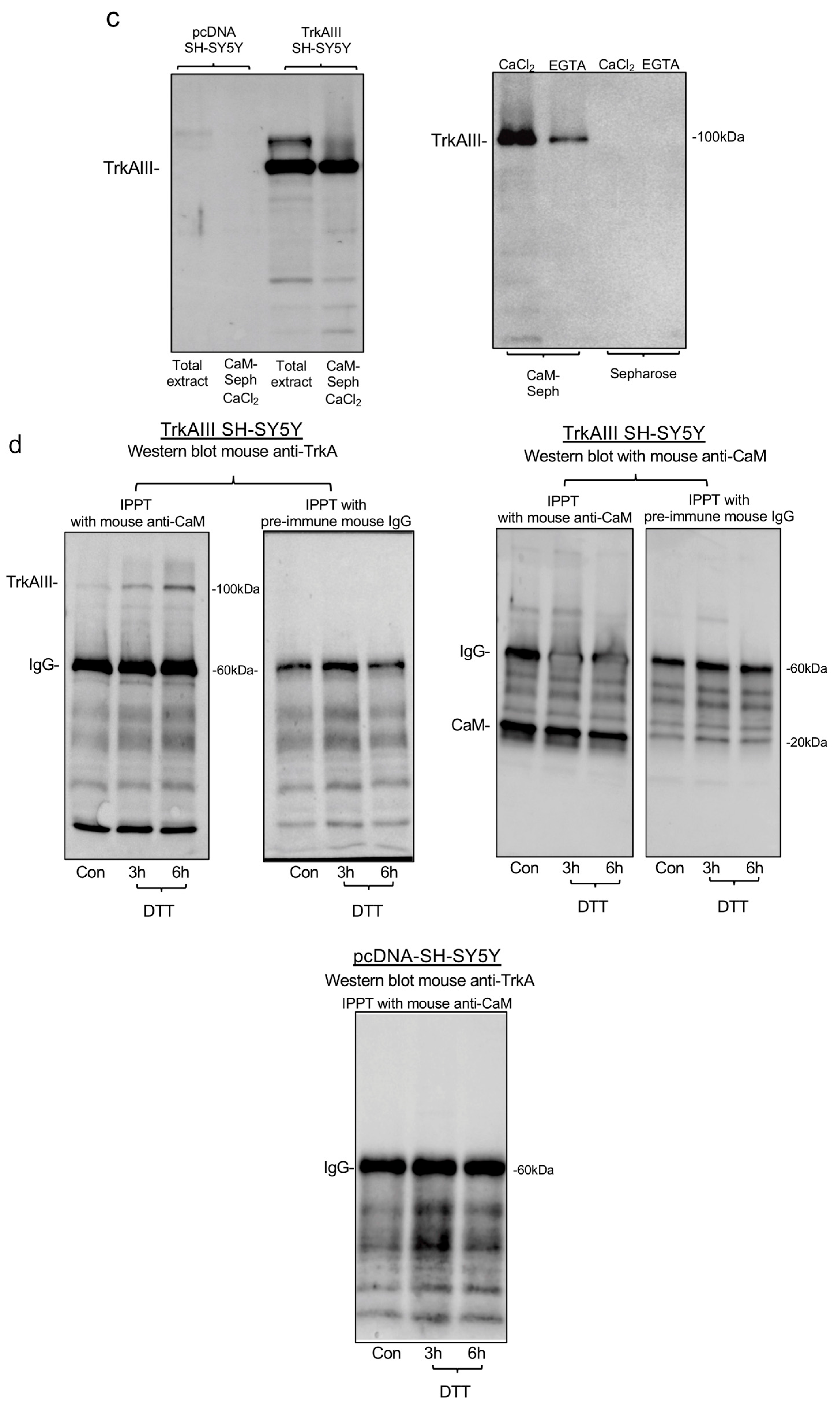 Ijms 25 05475 g002b