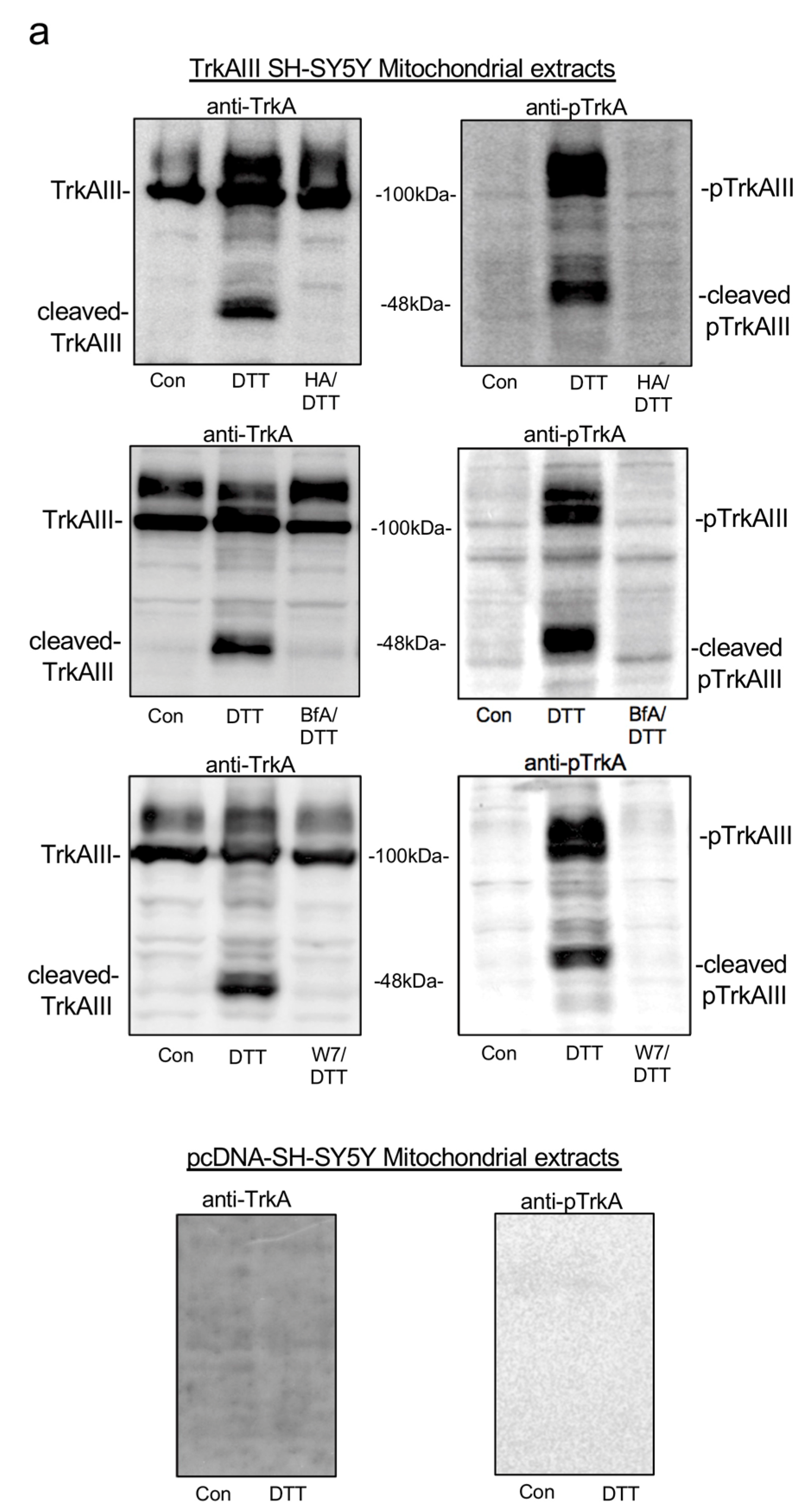 Ijms 25 05475 g003a