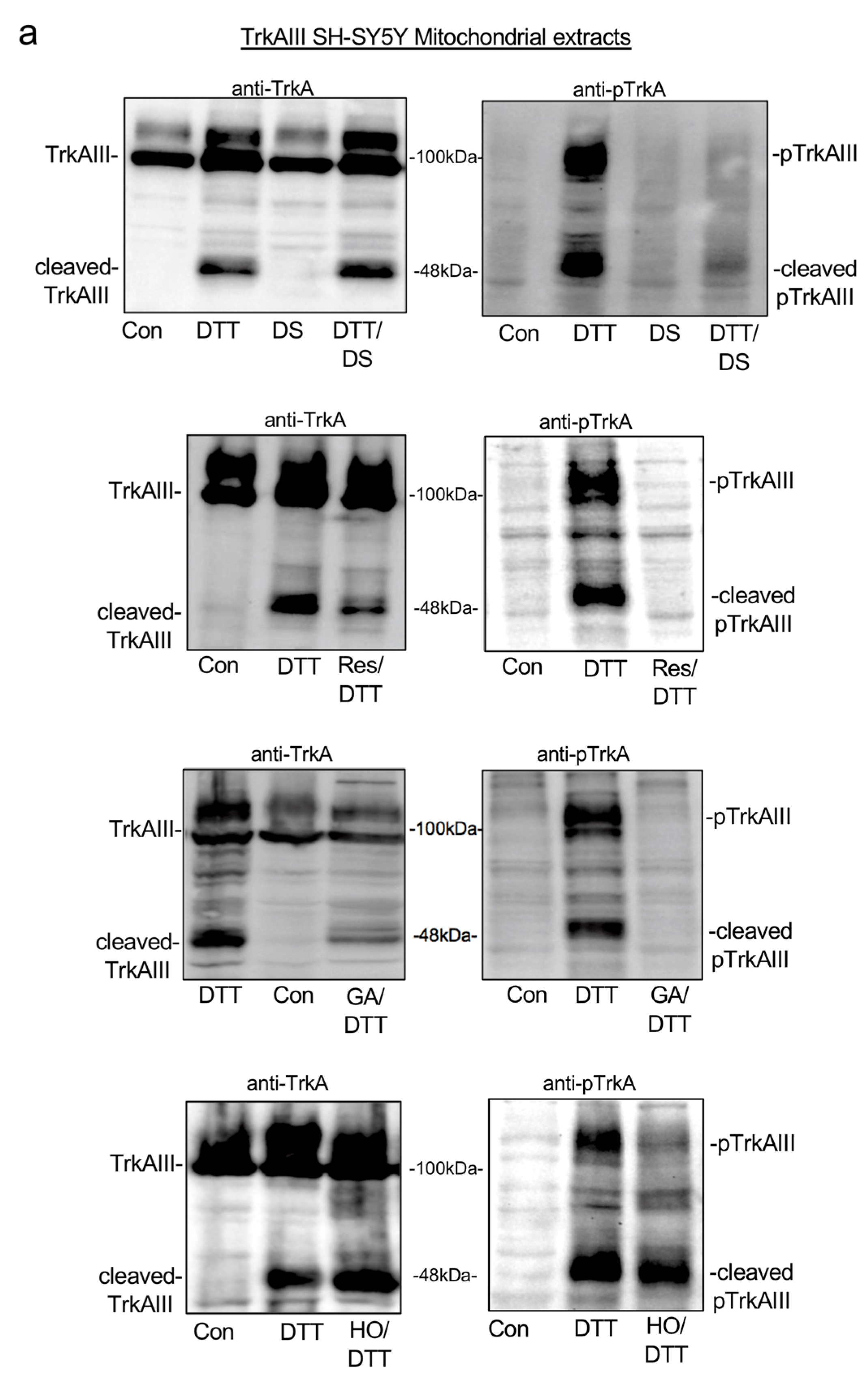 Ijms 25 05475 g004a