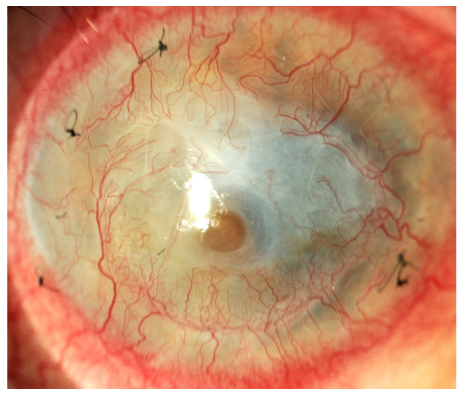 Ijms 25 05479 g001 Ijms 25 05479 g001