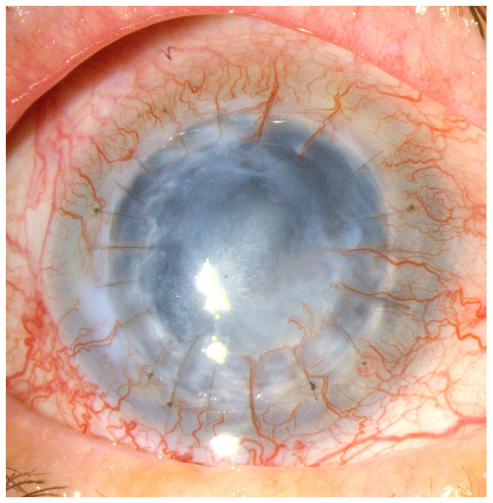 Ijms 25 05479 g004 Ijms 25 05479 g004