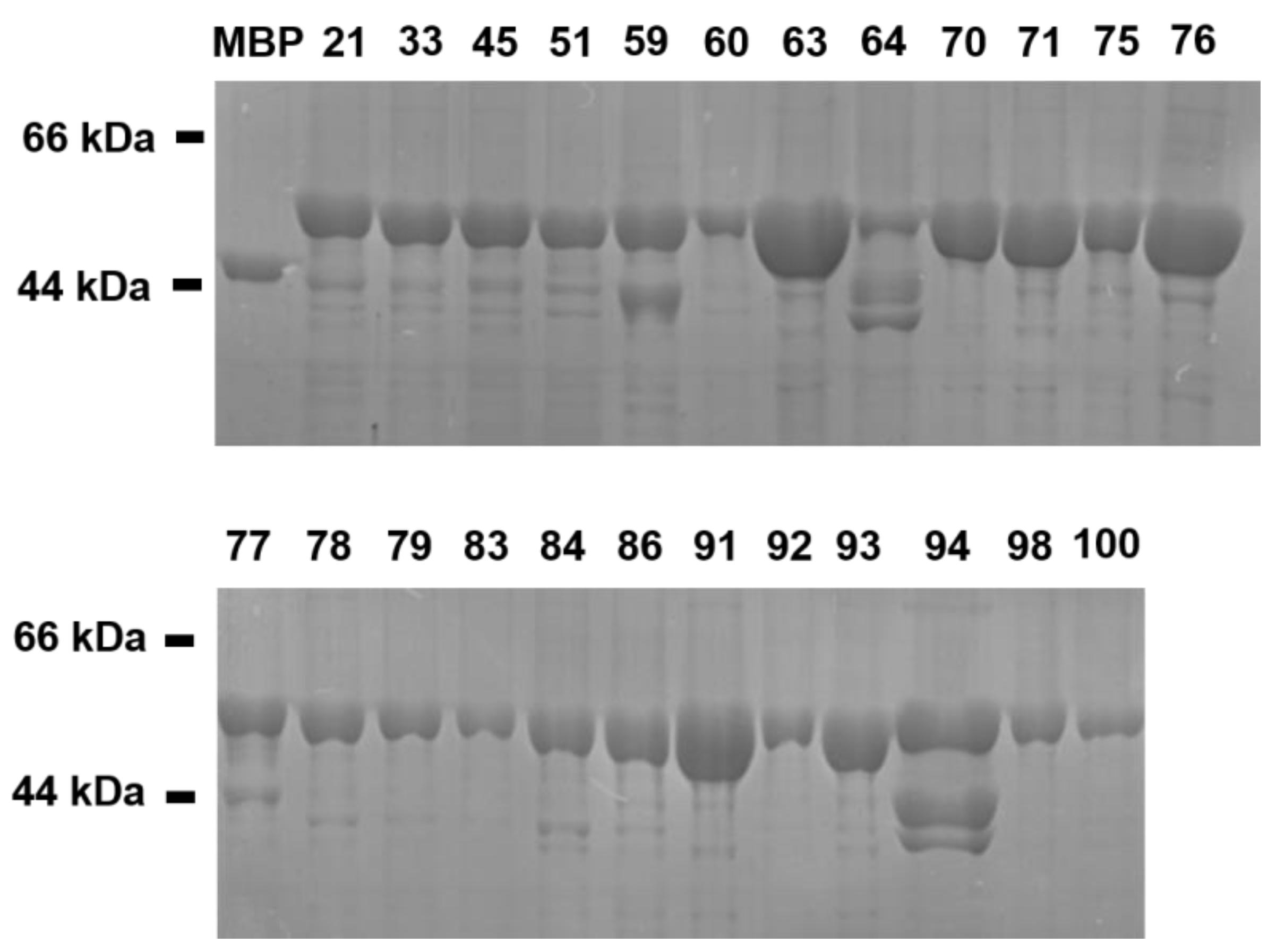 Ijms 25 05535 g003