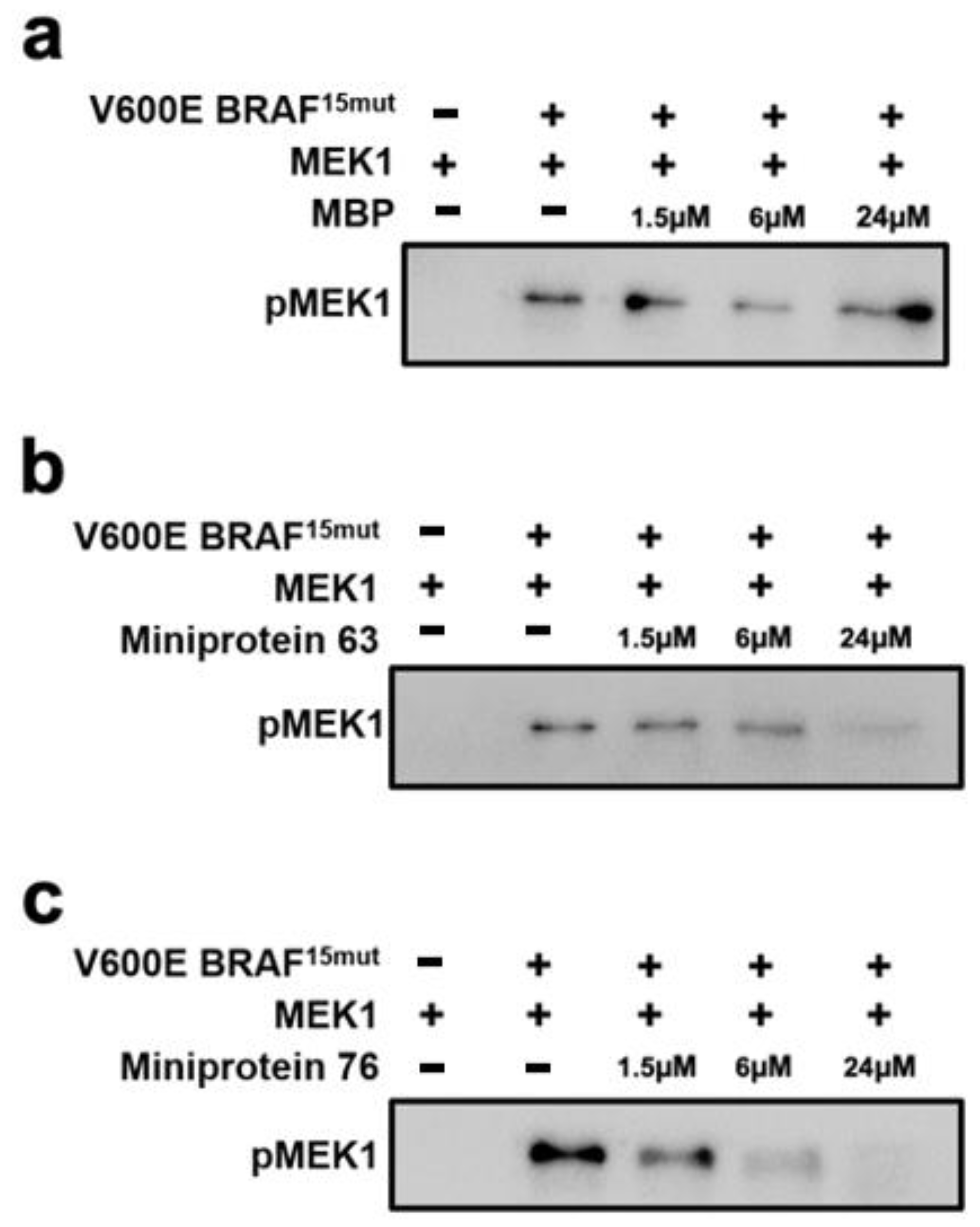 Ijms 25 05535 g006