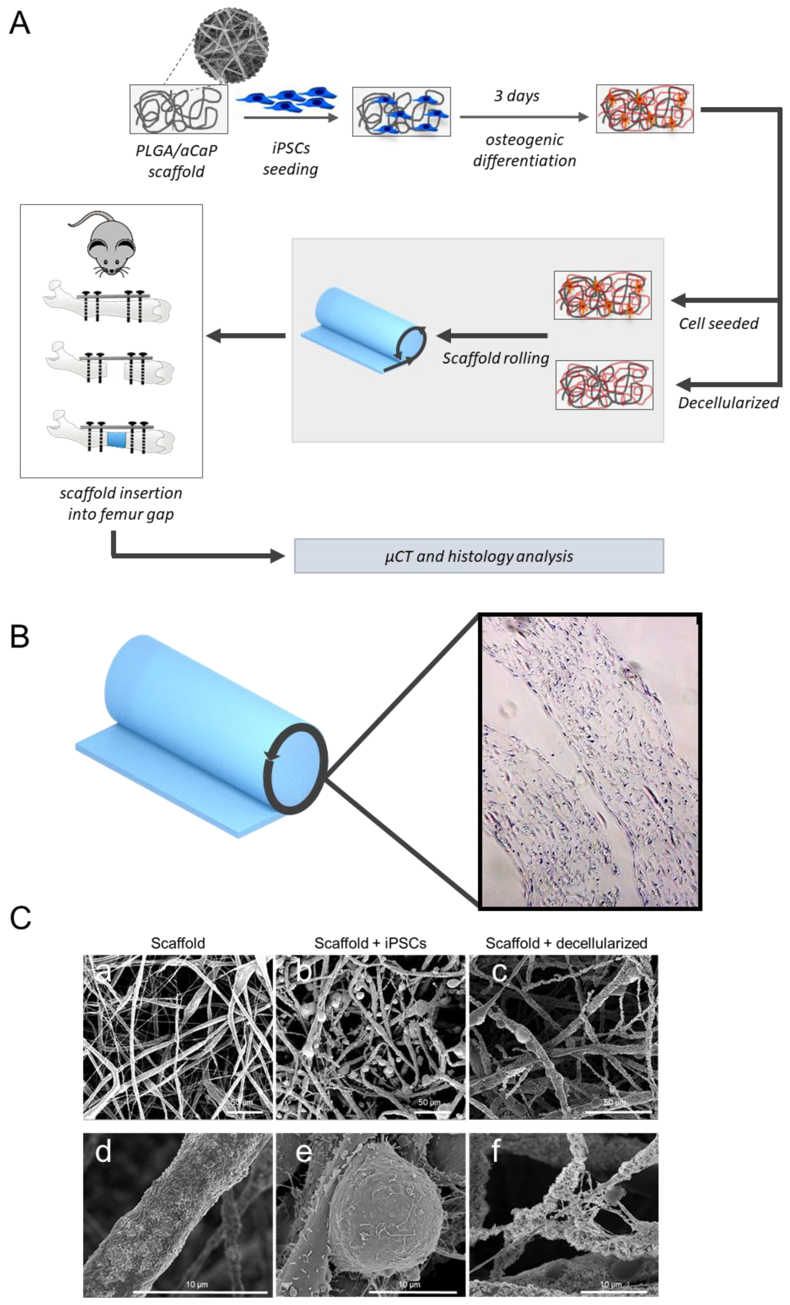 Ijms 25 05555 g002 Ijms 25 05555 g002