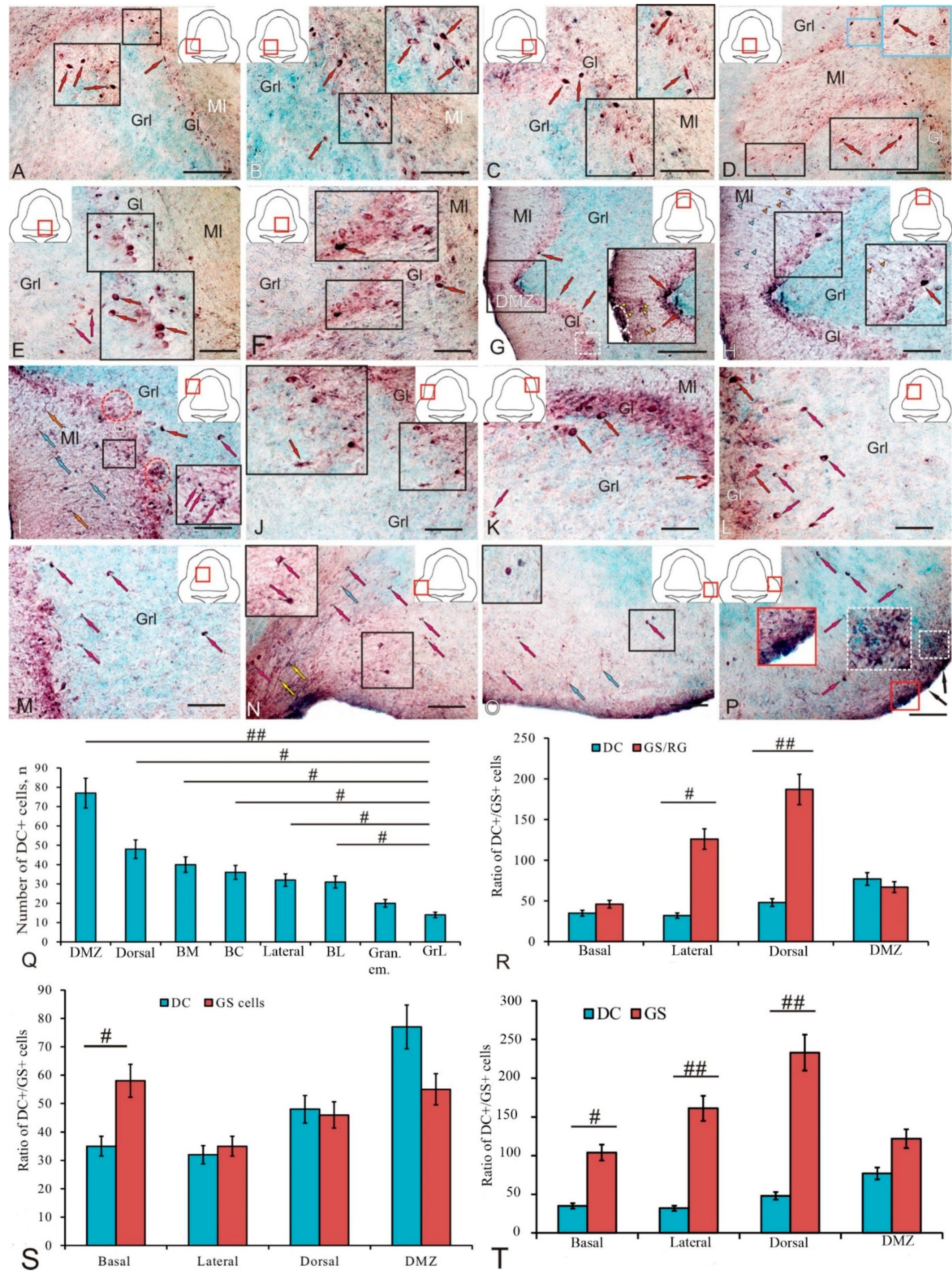 Ijms 25 05595 g005 Ijms 25 05595 g005