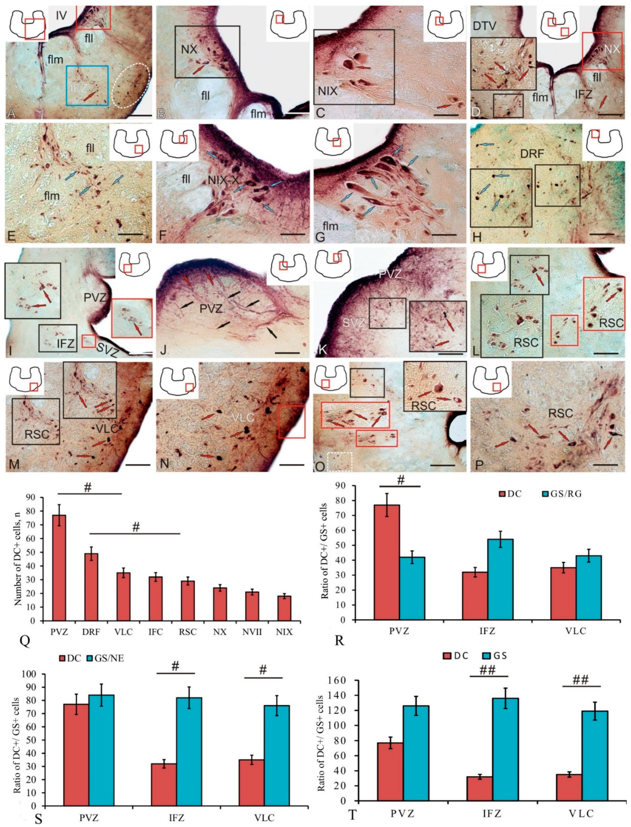 Ijms 25 05595 g006 Ijms 25 05595 g006
